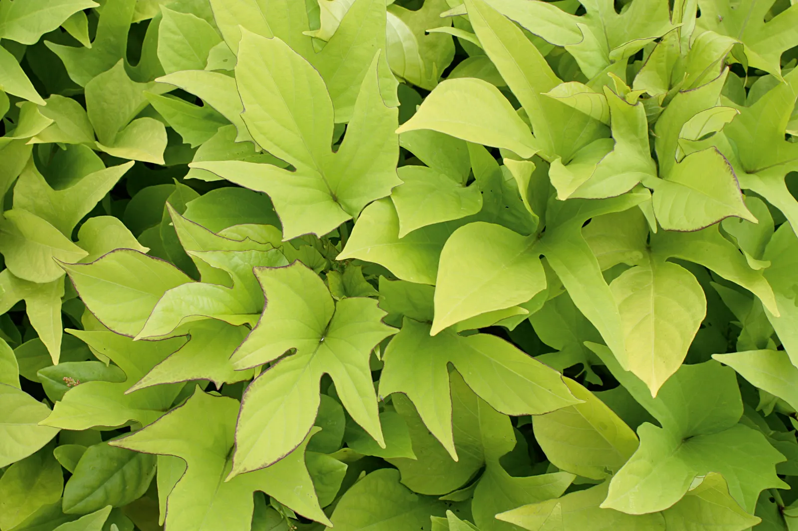 Sweet Caroline Light Green Sweet Potato Vine (Ipomoea batatas) — if you prefer to keep a more balanced look to your combination planters, image 73