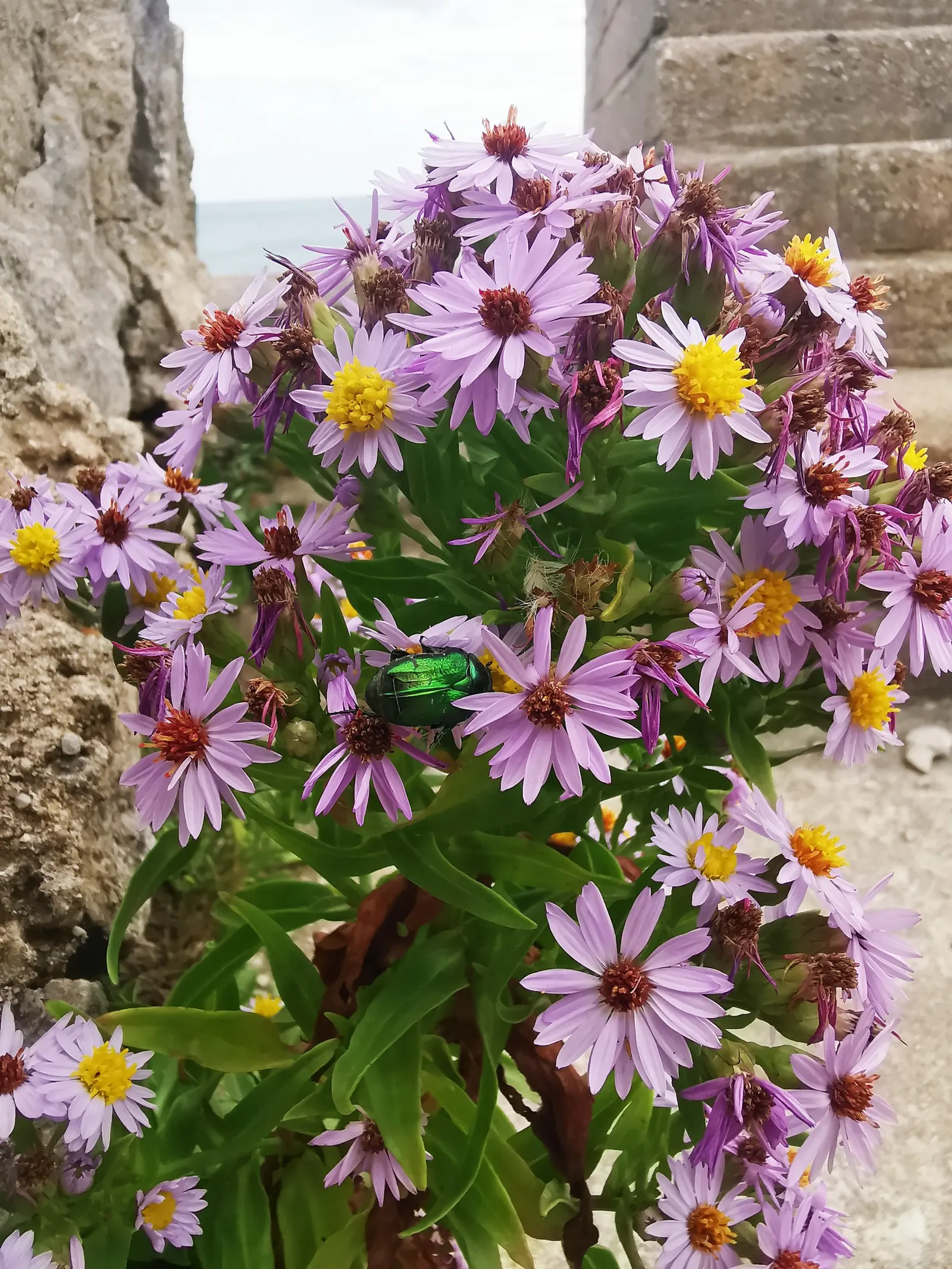 Coast Aster (Symphyotrichum Chilense) — consider mass plantings for a swath of color or as a border plant where its informal