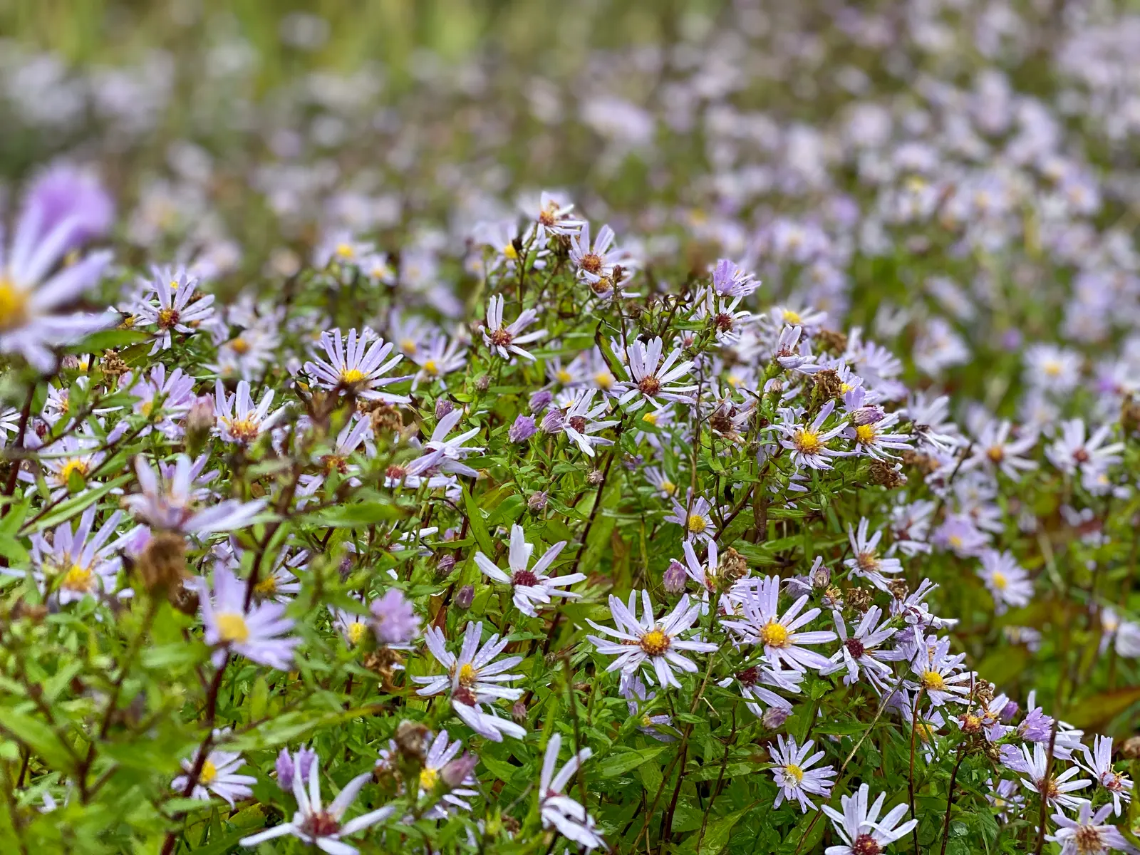 Coast Aster (Symphyotrichum Chilense) — though under optimal conditions