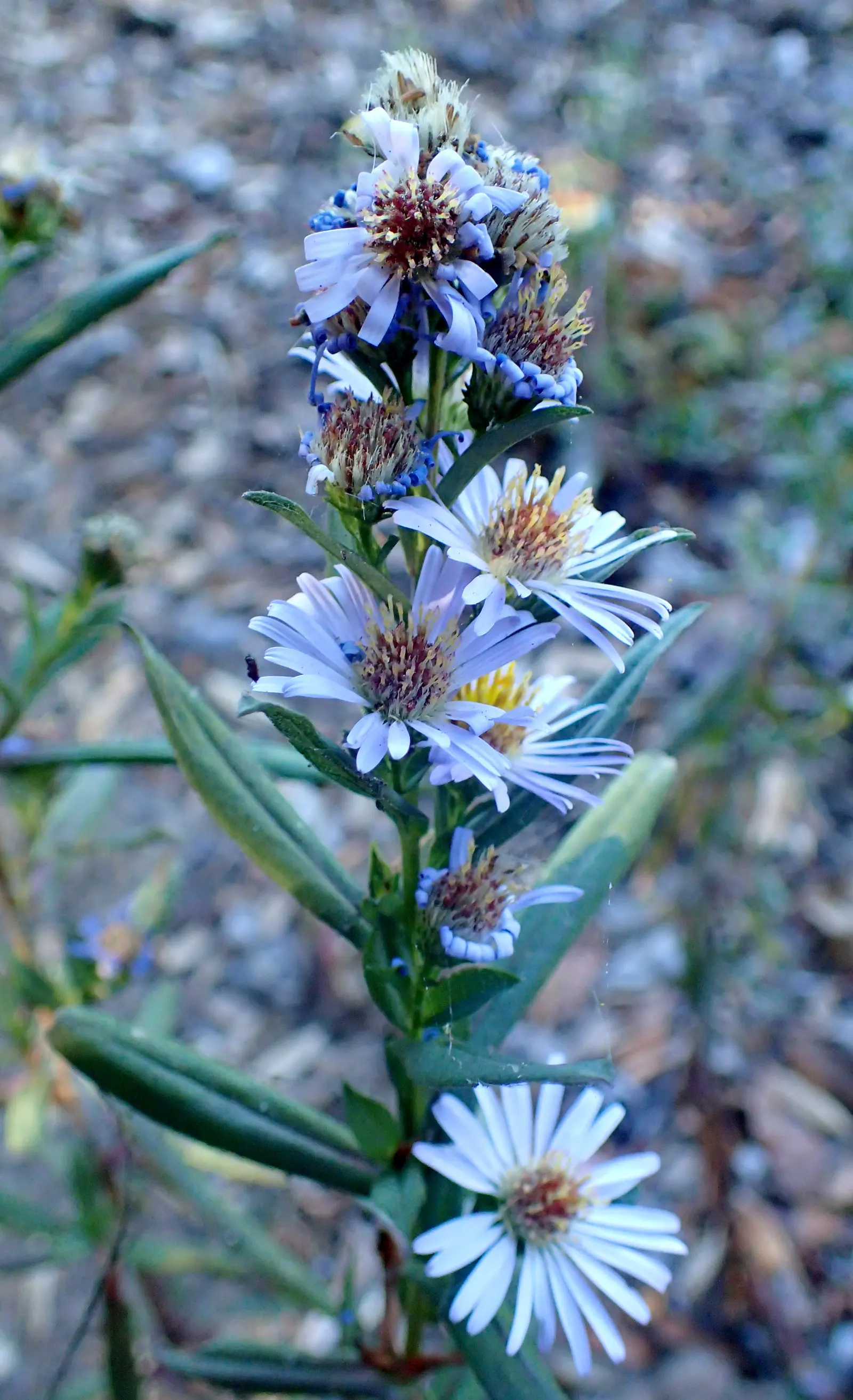 Coast Aster (Symphyotrichum Chilense) — It's especially tolerant of drought once established and can endure coastal conditions