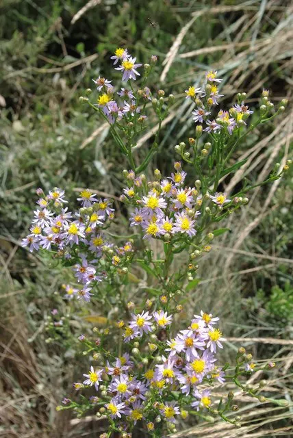 Coast Aster (Symphyotrichum Chilense) — Excellent for pollinator gardens, it blooms from late summer to fall