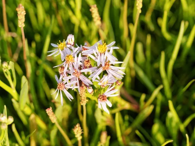 Coast Aster (Symphyotrichum Chilense) — it can sometimes stretch out to 6 feet