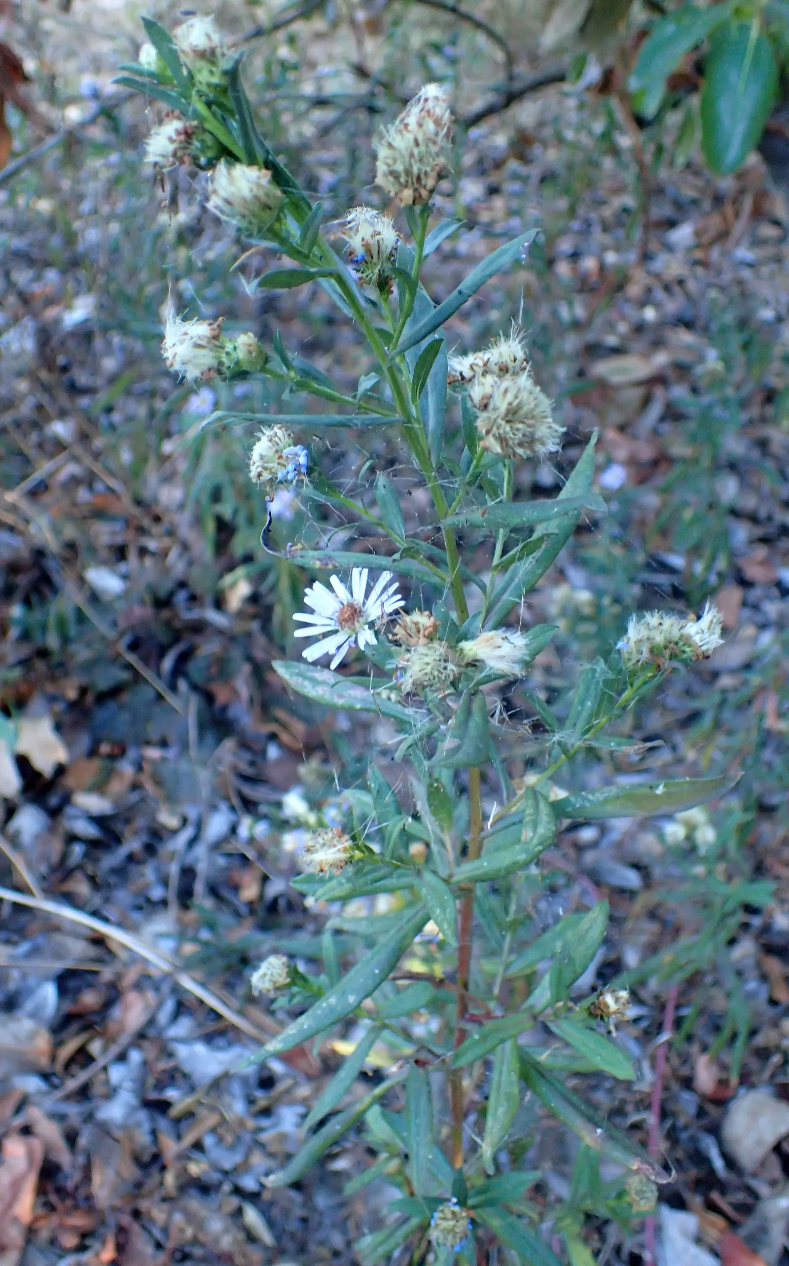 Coast Aster (Symphyotrichum Chilense) — naturalistic appearance can be appreciated