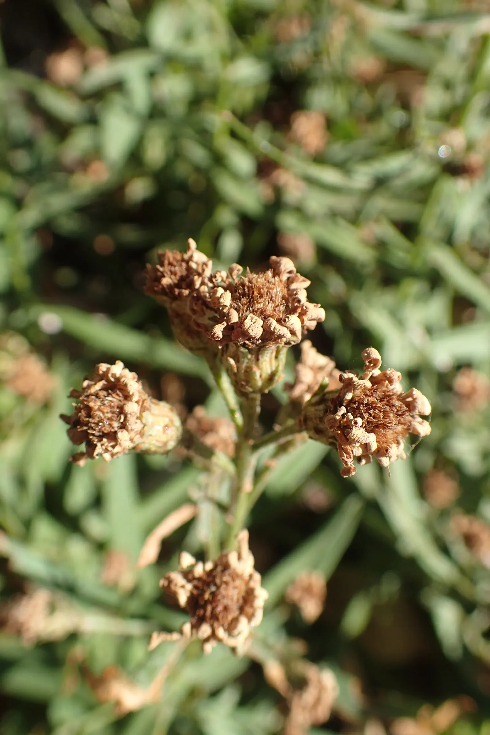 Coast Aster (Symphyotrichum Chilense) — This native species is particularly well-suited for gardeners looking to achieve a natural