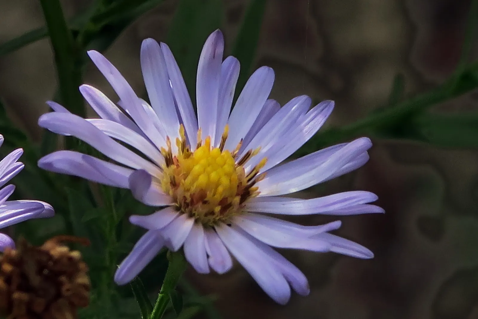 Coast Aster (Symphyotrichum Chilense) — It prefers full sun to part shade and tolerates a variety of soils
