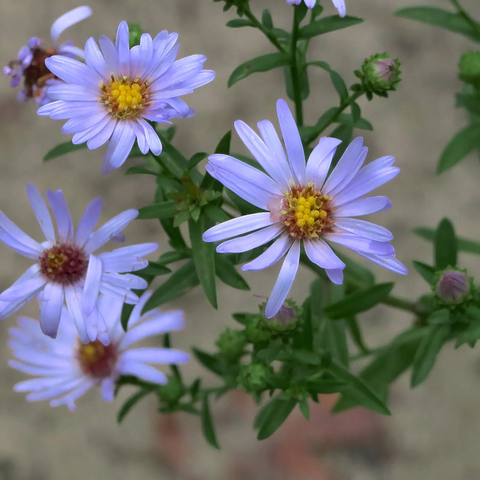 Coast Aster (Symphyotrichum Chilense) — It is also deer resistant, thus adding to its appeal in suburban landscapes