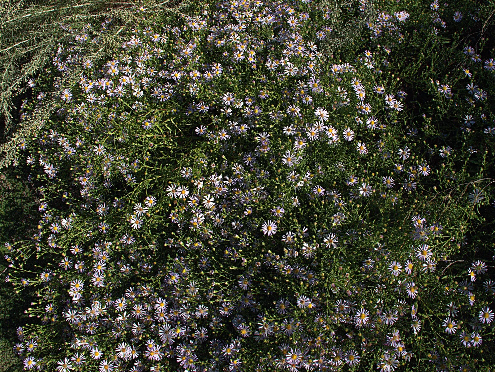 Coast Aster (Symphyotrichum Chilense) — perennial for full or half