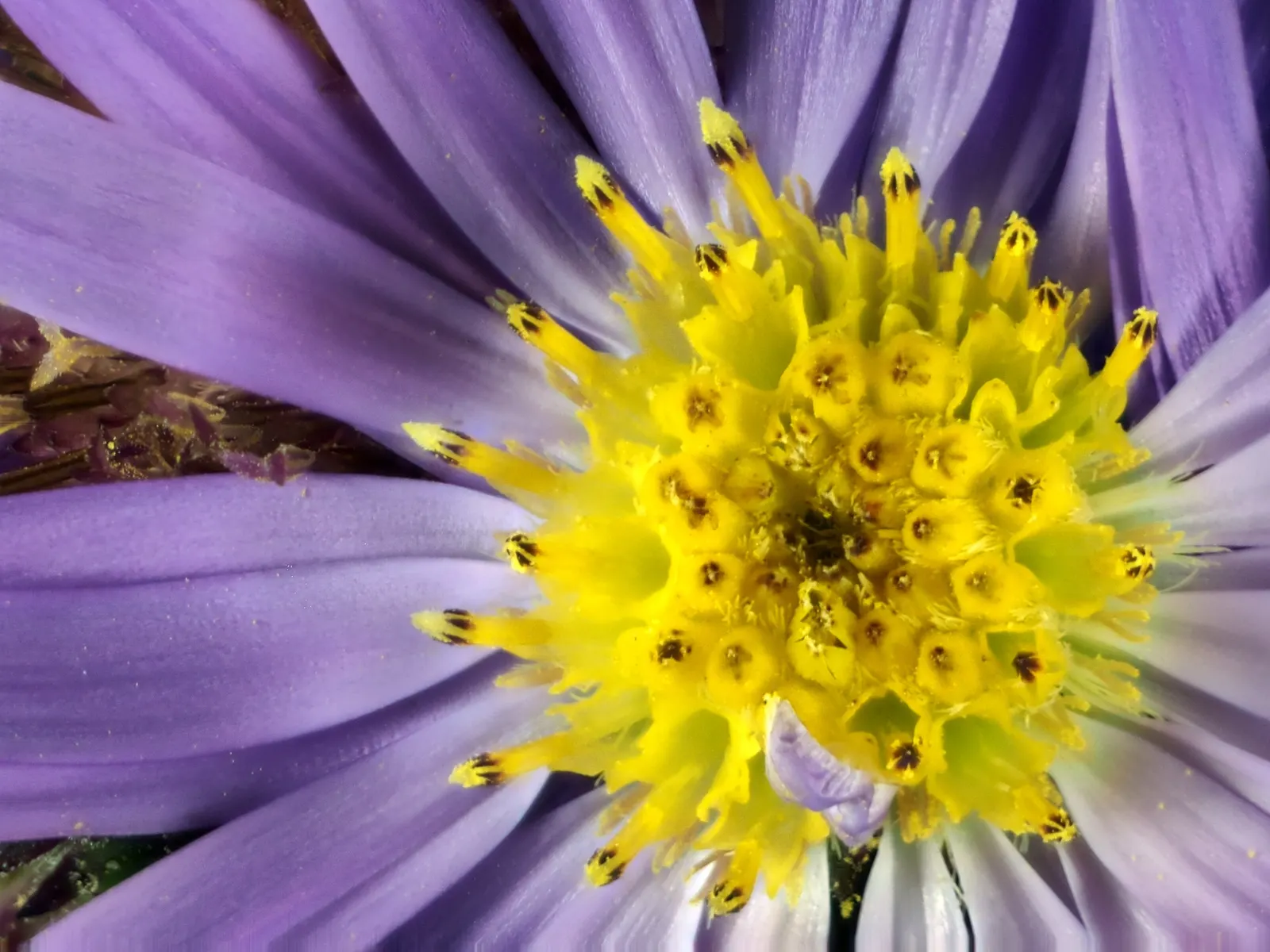 Coast Aster (Symphyotrichum Chilense) — Each blossom is roughly 1 inch in diameter