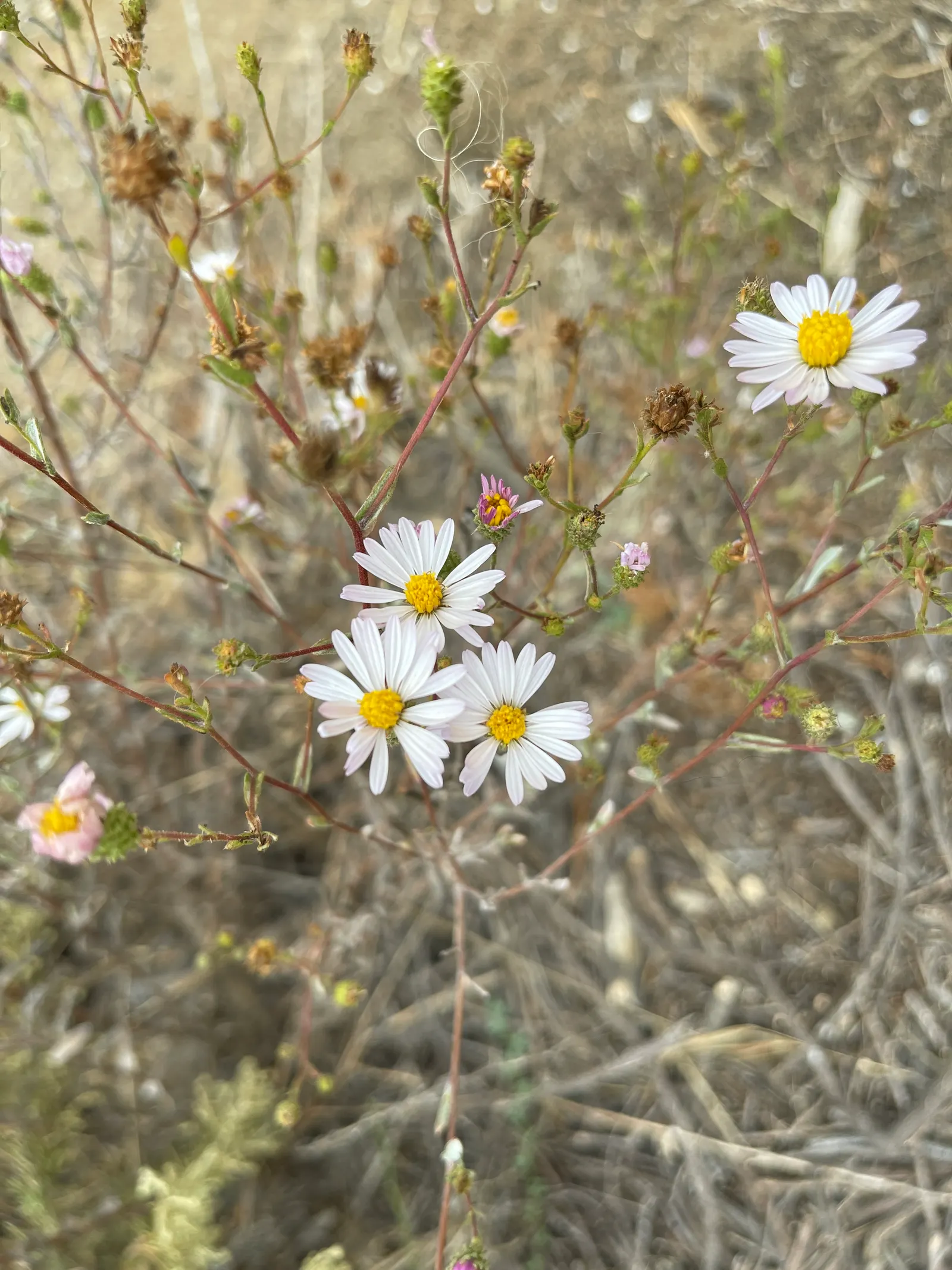 Coast Aster (Symphyotrichum Chilense) — perennial with lavender blooms