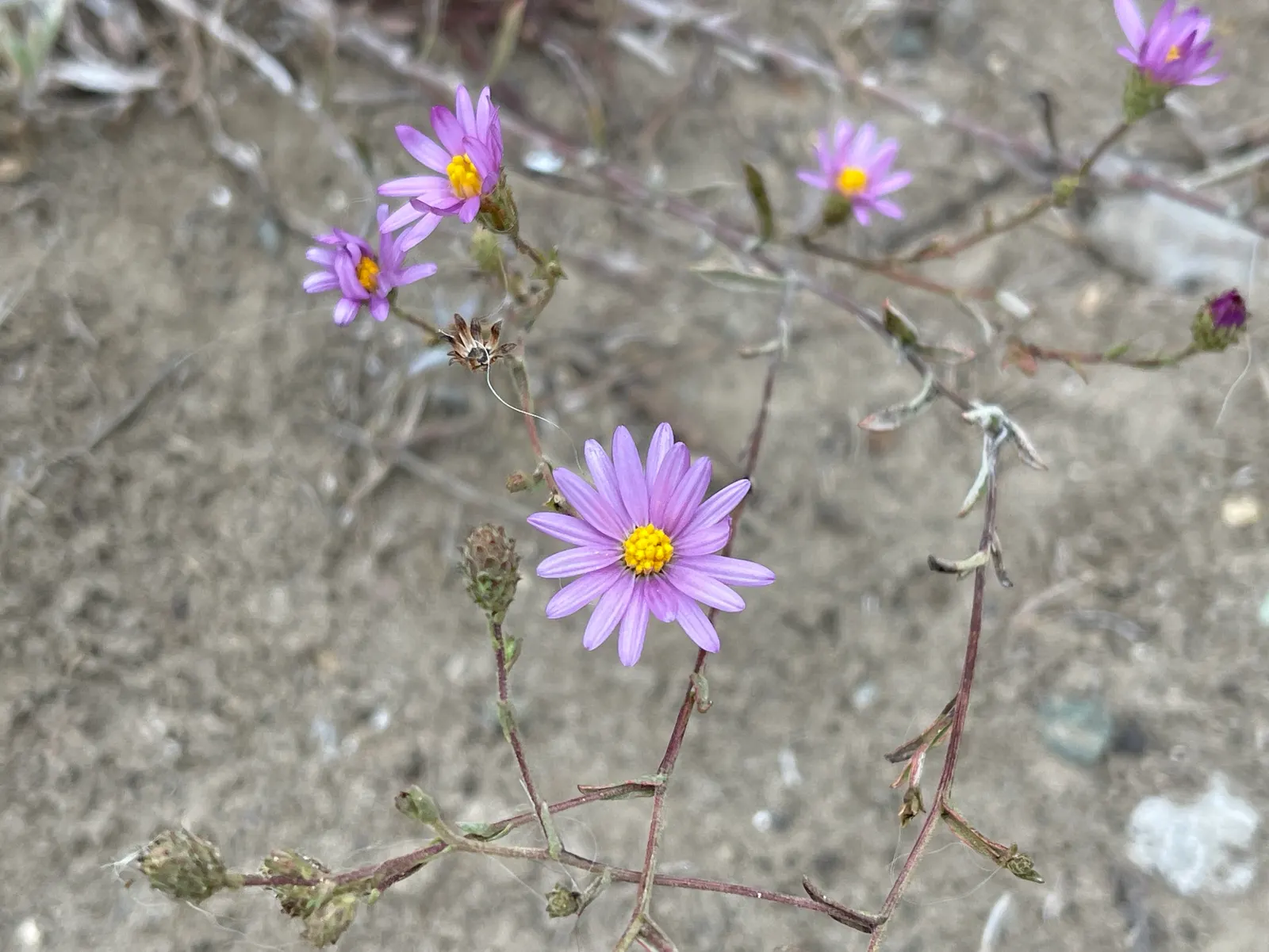 Coast Aster (Symphyotrichum Chilense) — Thriving in USDA zones 4a to 9b, this hardy plant reaches 2 to 3 feet in height and spreads 1 to 2 feet wide