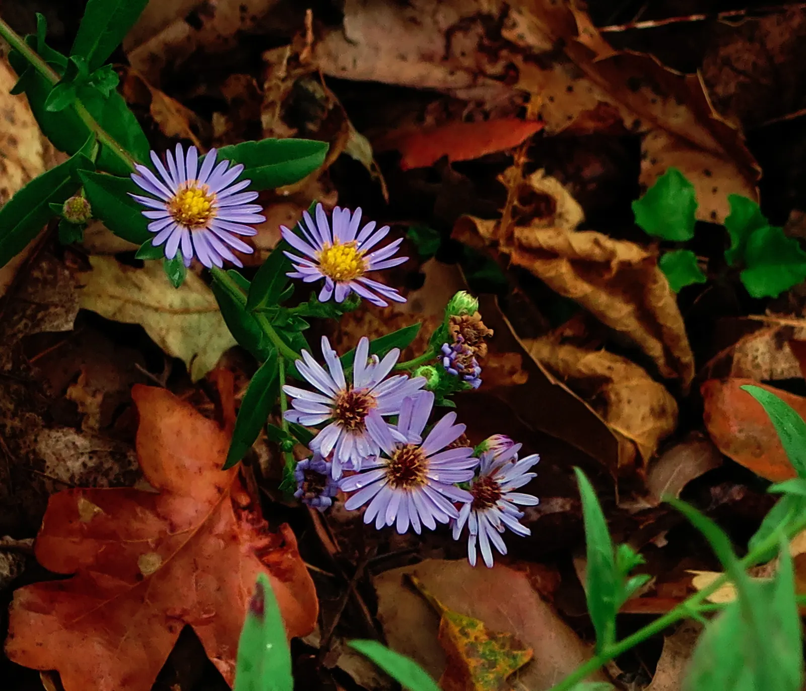 Coast Aster (Symphyotrichum Chilense) — lilac daisy-like flowers with sunny yellow centers