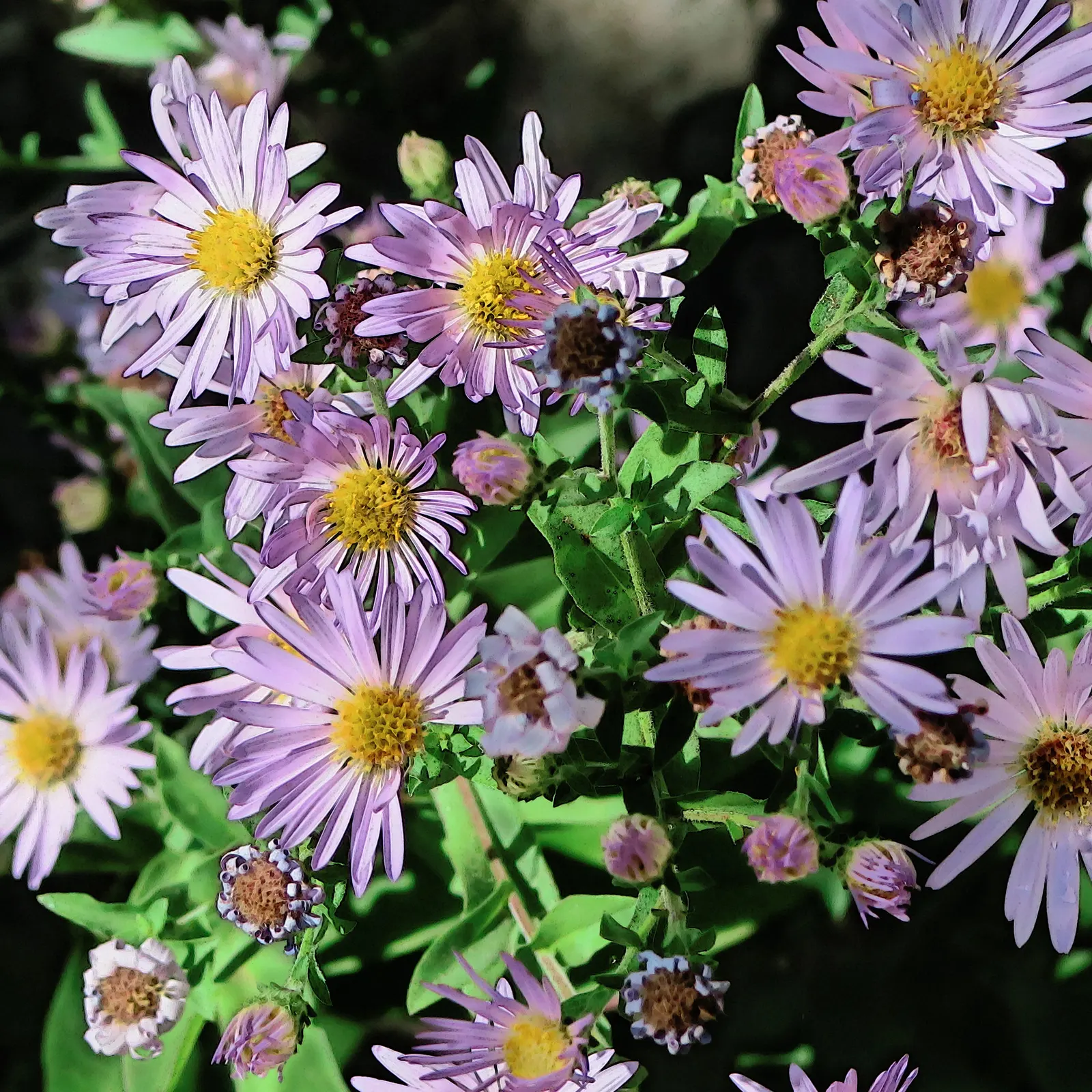 Coast Aster (Symphyotrichum Chilense) — is a resilient and attractive perennial that adds a delicate charm to any landscape
