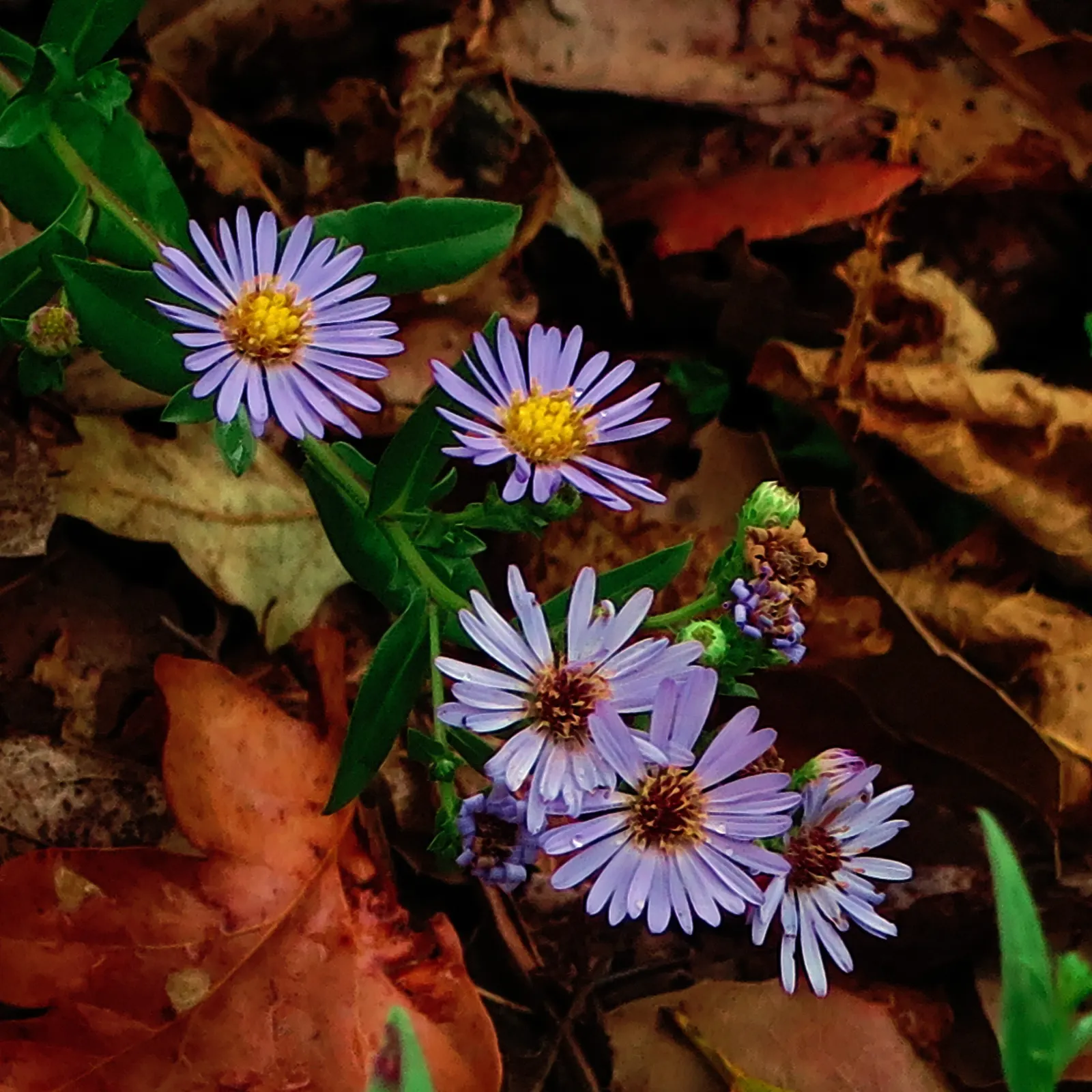Coast Aster (Symphyotrichum Chilense) — In late summer into fall, the plant is adorned with an impressive array of daisy-like flowers