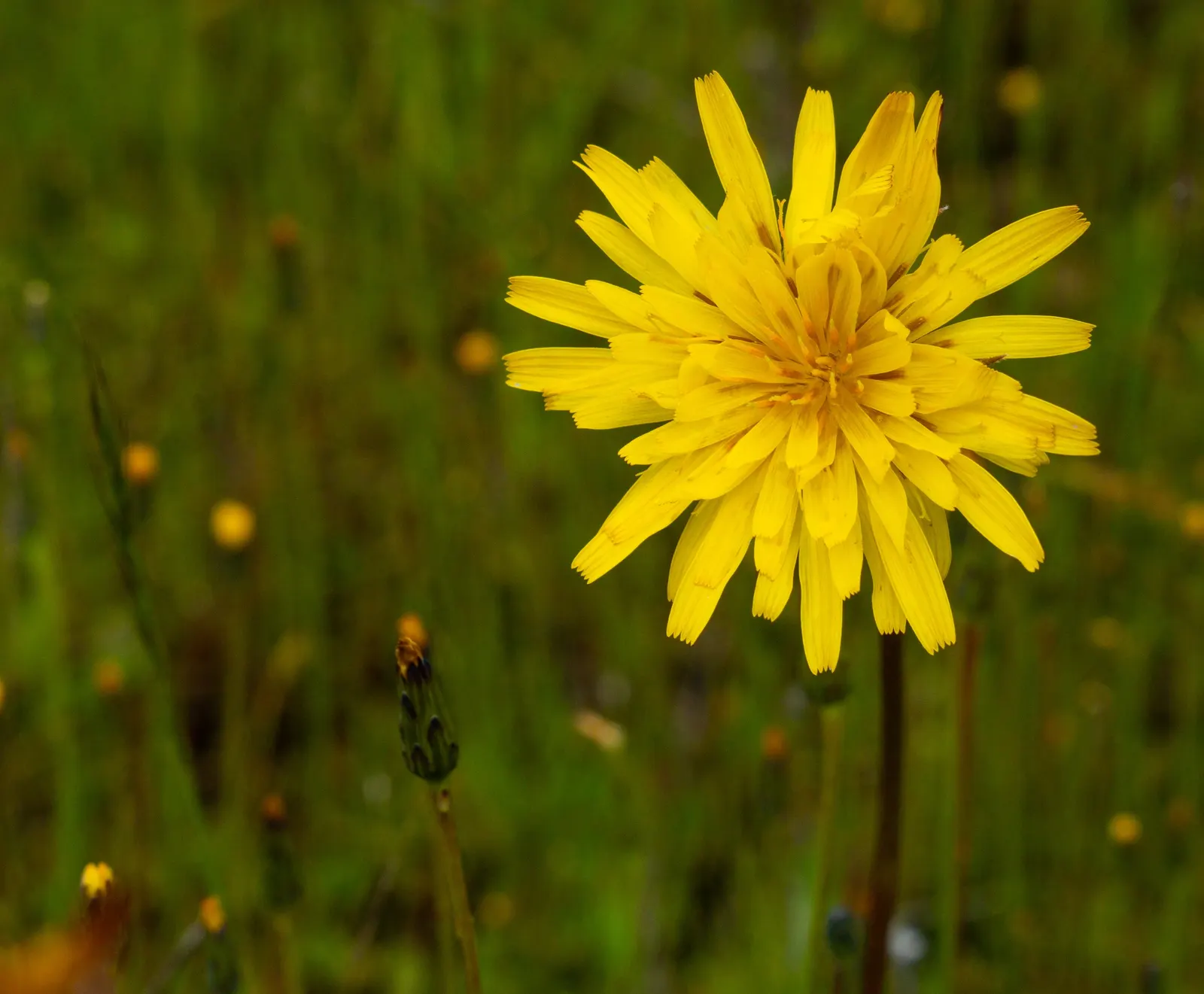 Coast Aster (Symphyotrichum Chilense) — commonly referred to as Coast Aster or Pacific Aster