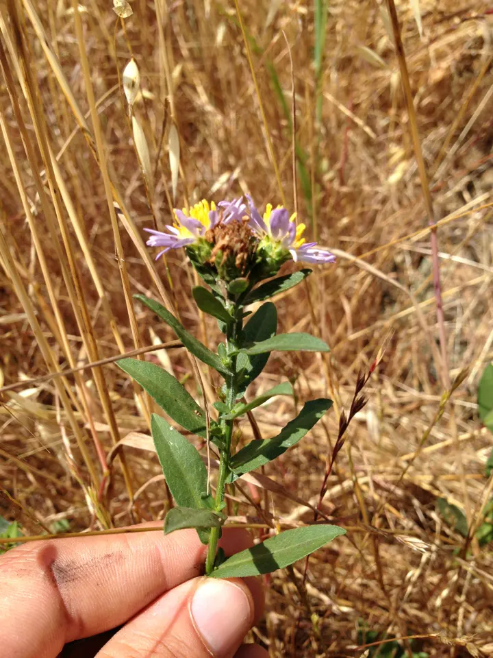 Coast Aster (Symphyotrichum Chilense) — is a lush green that forms a lovely backdrop for its floral display