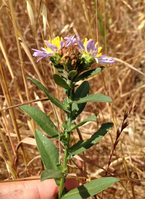 Coast Aster (Symphyotrichum Chilense) — is a perennial North American native