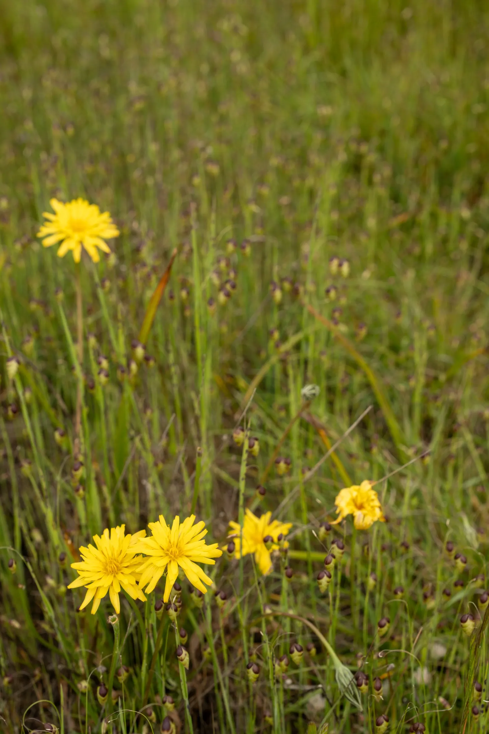 Coast Aster (Symphyotrichum Chilense) — lavender flowers in the garden