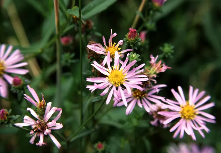 Coast Aster (Symphyotrichum Chilense) — lance-shaped leaves that grow up to 4 inches long