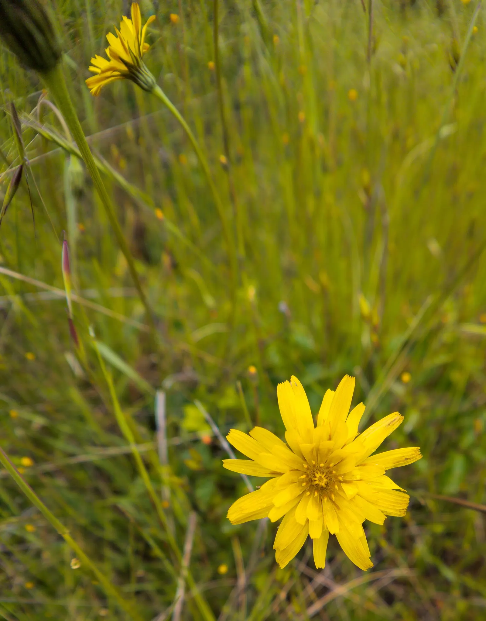 Coast Aster (Symphyotrichum Chilense) — is a perennial North American native; it prefers full sun to part shade and tolerates a variety of soils