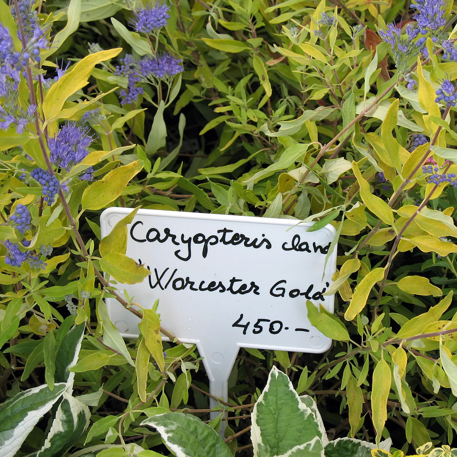 Worcester Gold Blue Mist (Caryopteris 'Worcester Gold') — also known as the Worcester Gold Blue Mist