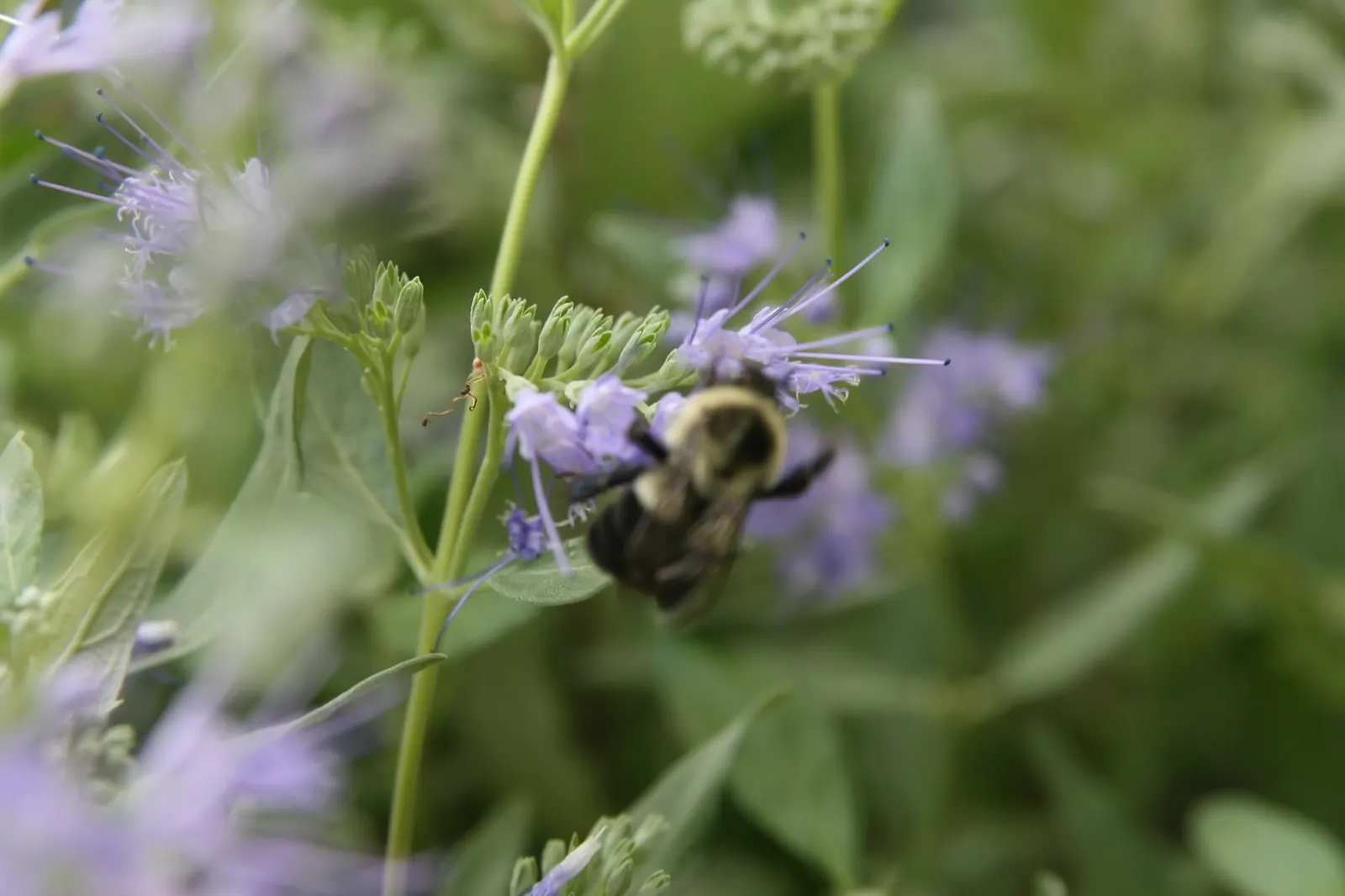 Worcester Gold Blue Mist (Caryopteris 'Worcester Gold') — the blooms provide a late-season nectar source for pollinators