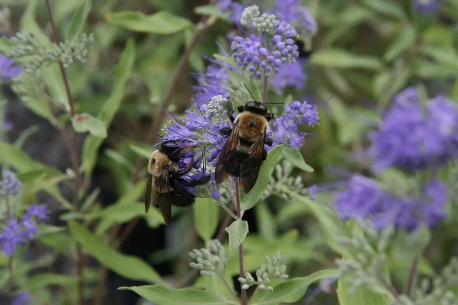 Worcester Gold Blue Mist (Caryopteris 'Worcester Gold') — perennial / shrub with blue blooms