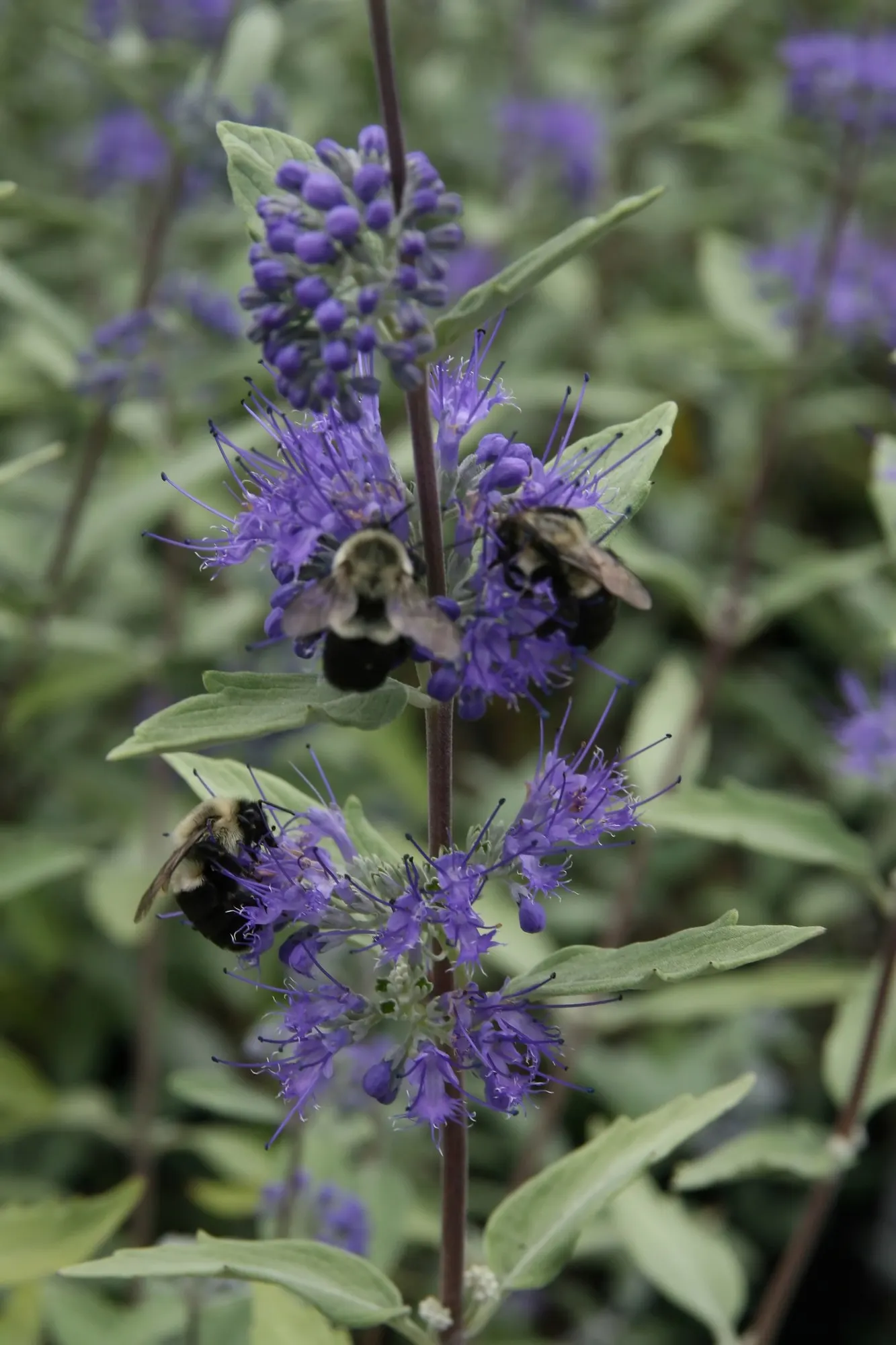 Worcester Gold Blue Mist (Caryopteris 'Worcester Gold') — typically reaching about 2 to 3 feet in height with a similar spread