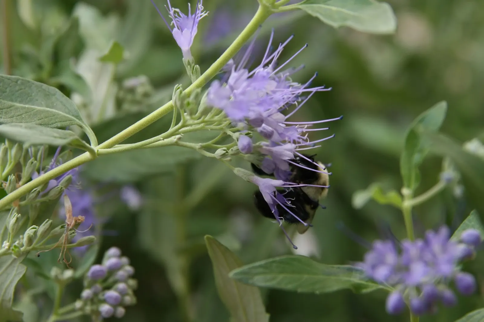 Worcester Gold Blue Mist (Caryopteris 'Worcester Gold') — including butterflies and bees