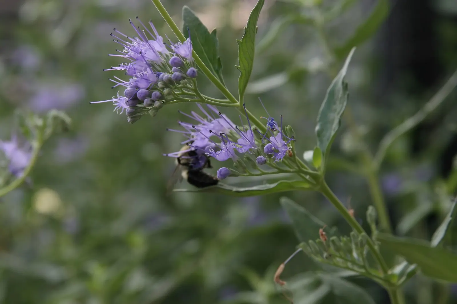 Worcester Gold Blue Mist (Caryopteris 'Worcester Gold') — minimal pruning in early spring encourages bushy growth and more flowering sites