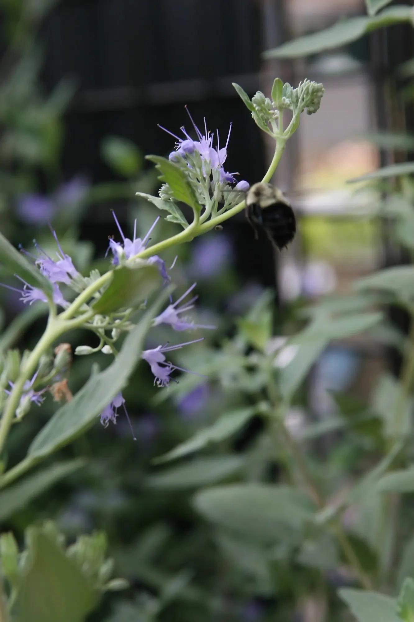 Worcester Gold Blue Mist (Caryopteris 'Worcester Gold') — Incorporate this charming Caryopteris into your design for a burst of color