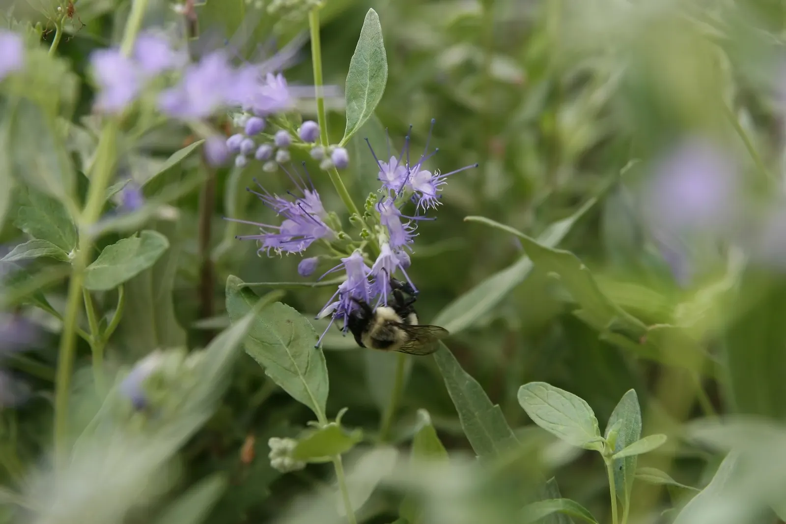 Worcester Gold Blue Mist (Caryopteris 'Worcester Gold') — Worcester Gold exhibits drought resistance