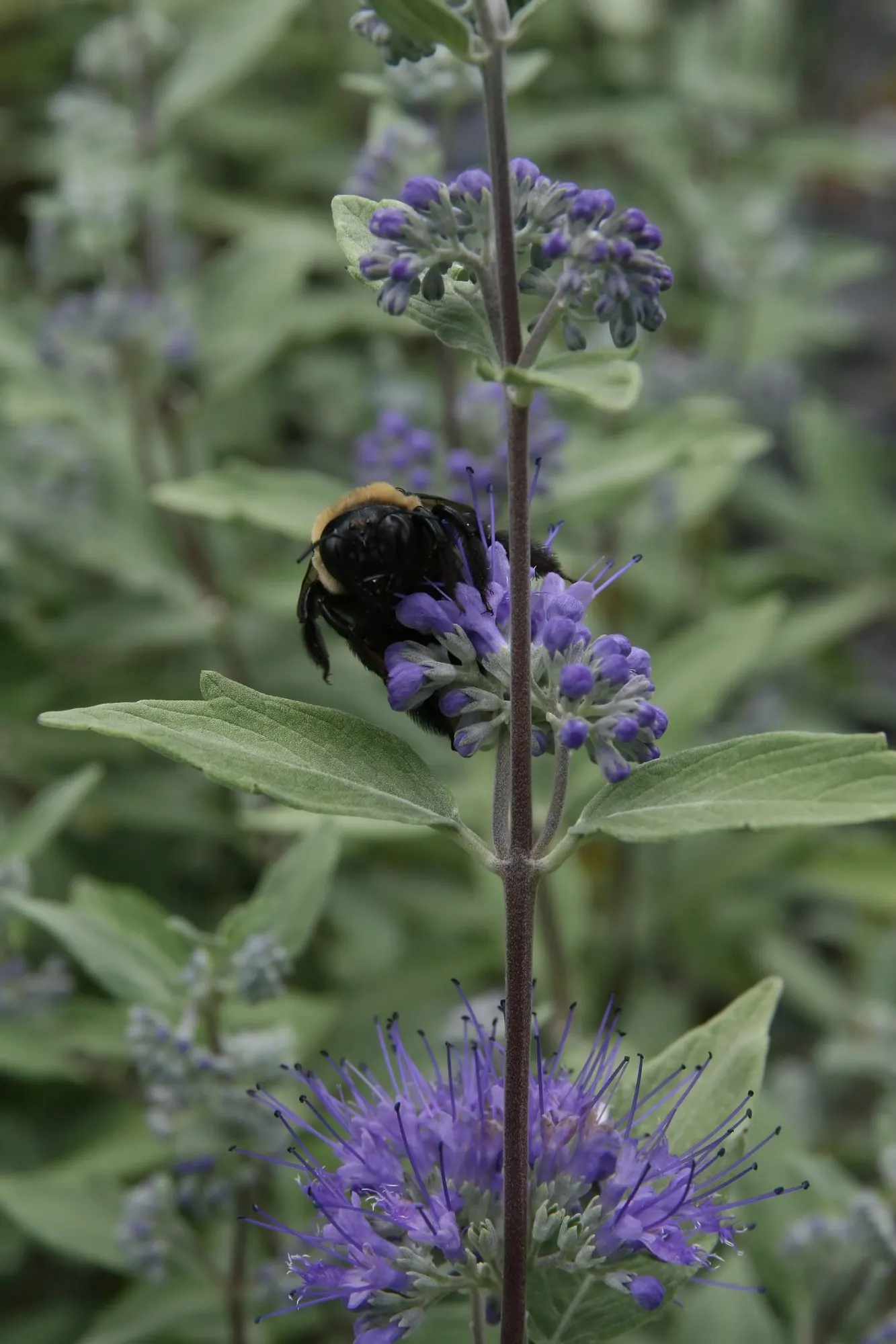 Worcester Gold Blue Mist (Caryopteris 'Worcester Gold') — is a dazzling deciduous sub-shrub known for its vibrant golden-yellow foliage and profuse