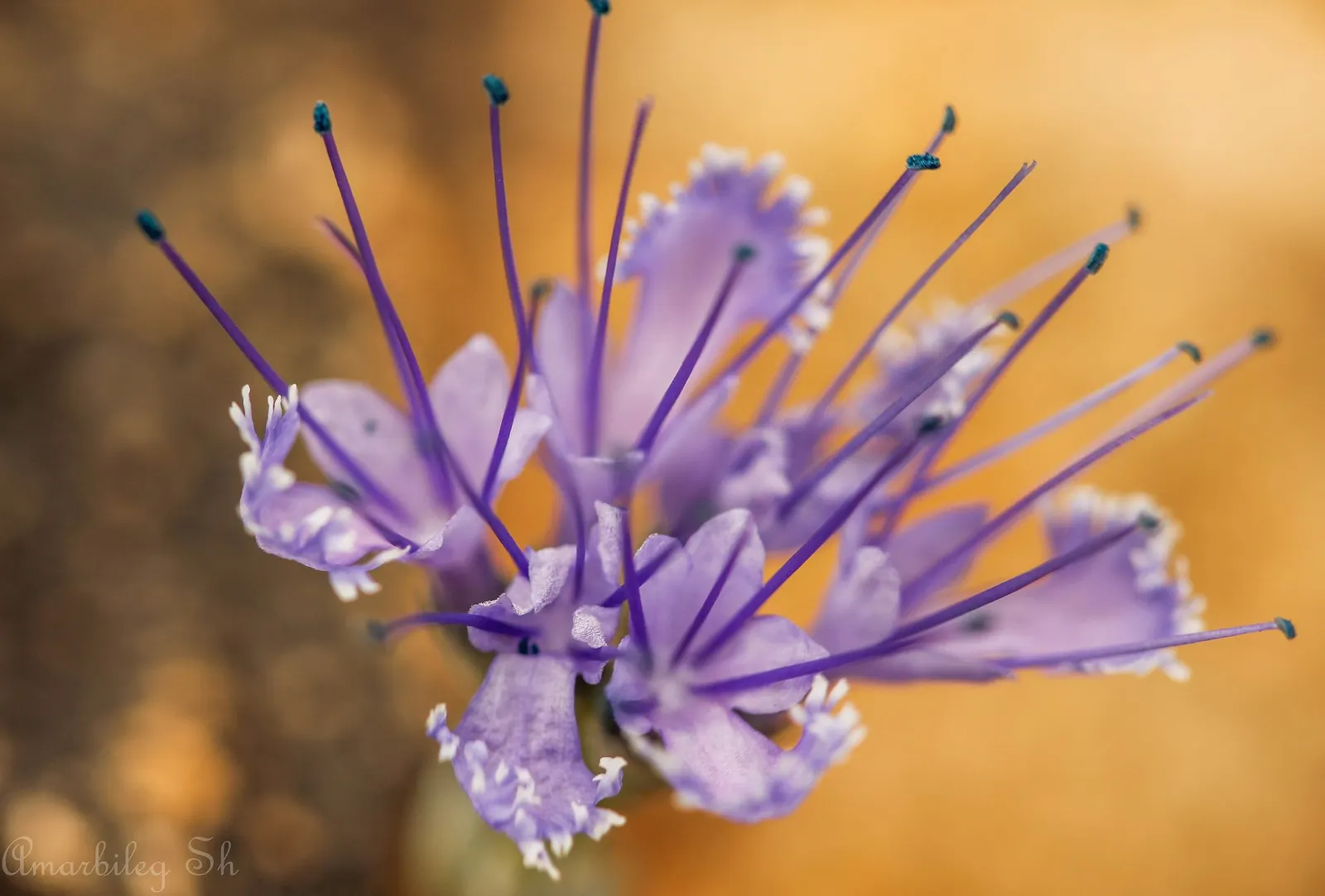 Worcester Gold Blue Mist (Caryopteris 'Worcester Gold') — requiring full sun for optimal color and blooms