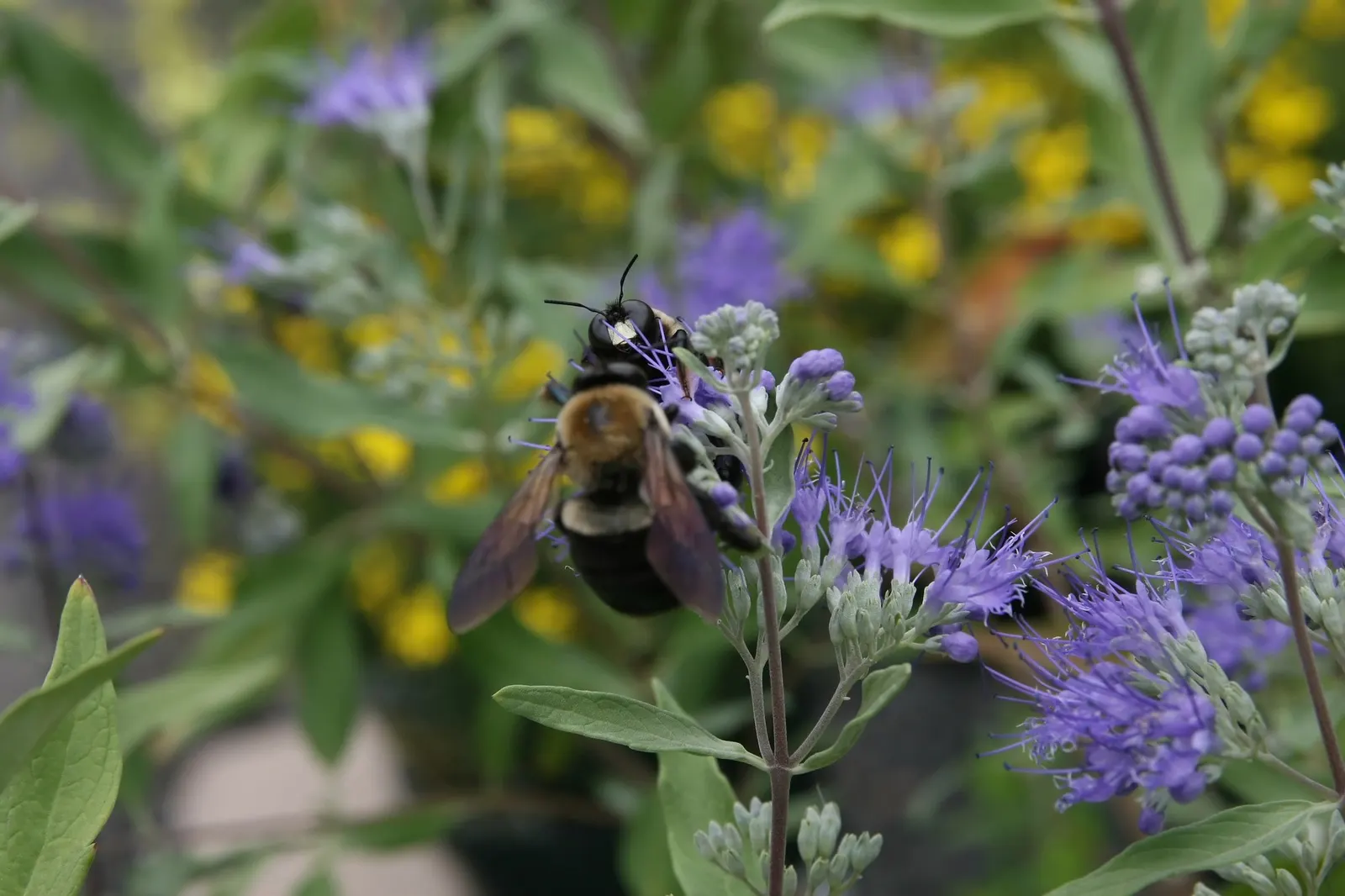 Worcester Gold Blue Mist (Caryopteris 'Worcester Gold') — also known as the Worcester Gold Blue Mist; this drought-tolerant cultivar typically reaches 2 to 3