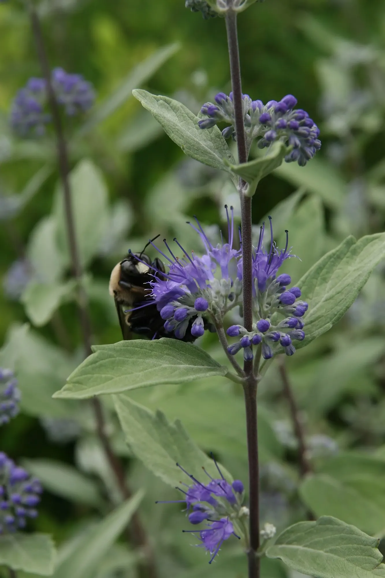 Worcester Gold Blue Mist (Caryopteris 'Worcester Gold') — is a vibrant deciduous shrub boasting golden-yellow foliage and rich