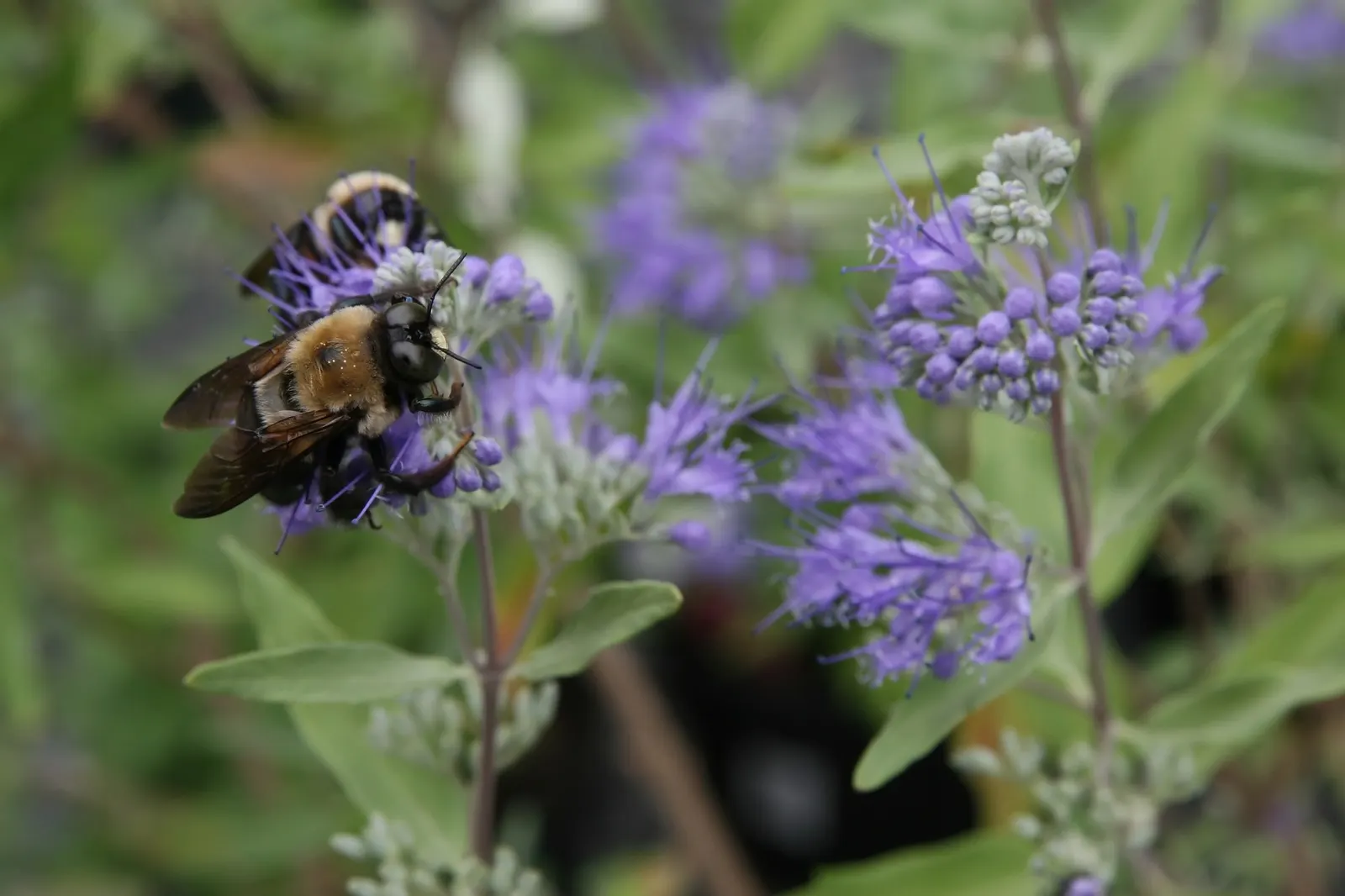 Worcester Gold Blue Mist (Caryopteris 'Worcester Gold') — perennial / shrub for full