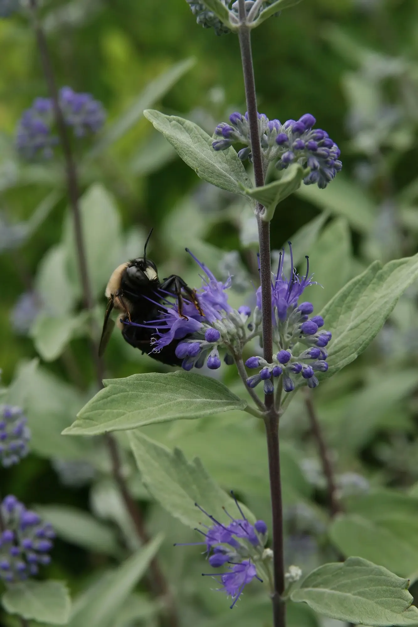 Worcester Gold Blue Mist (Caryopteris 'Worcester Gold') — Its compact size and aromatic leaves make it an excellent choice for borders or ornamental accents