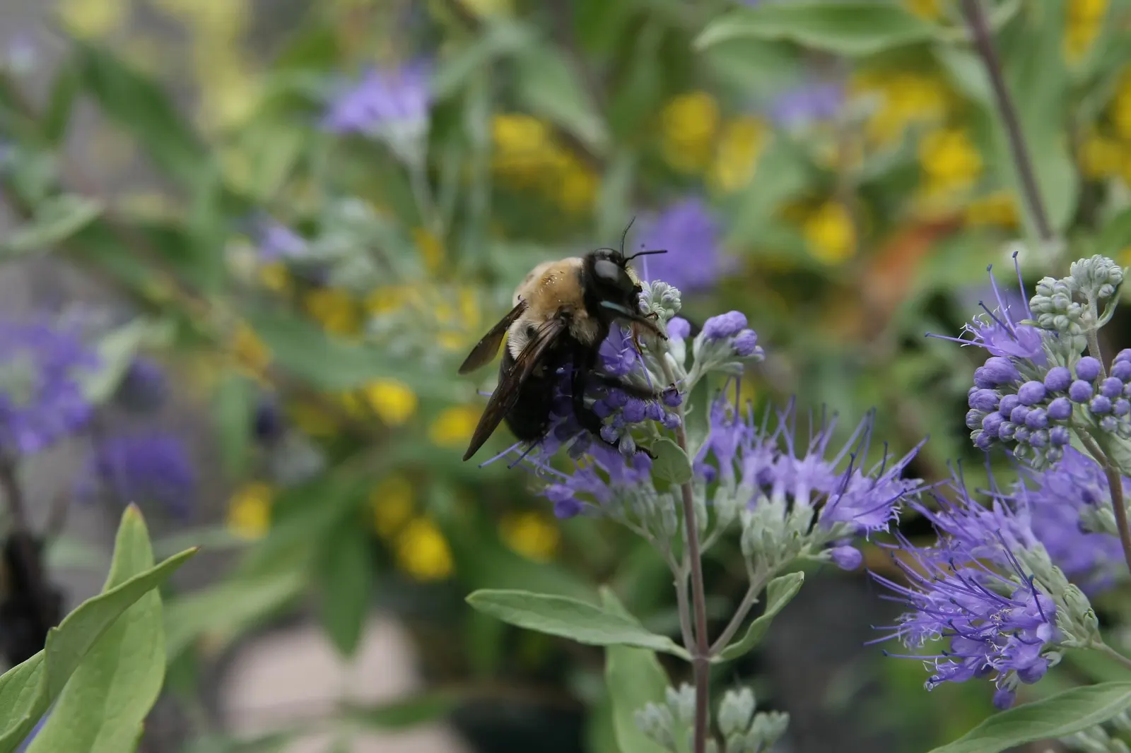 Worcester Gold Blue Mist (Caryopteris 'Worcester Gold') — Well-drained soil is vital for its health
