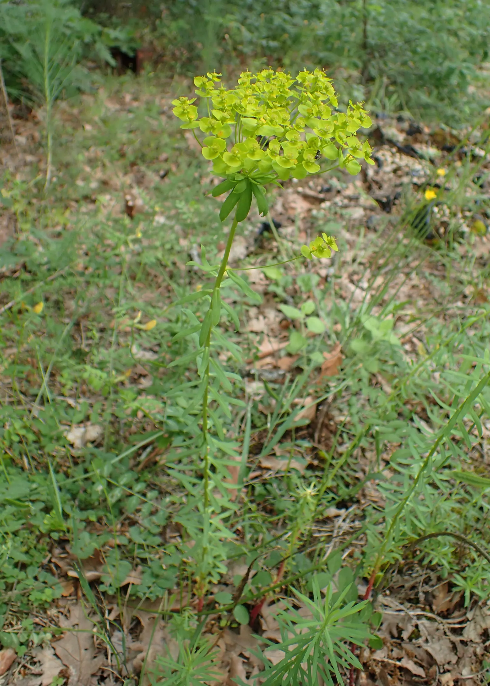 Cypress Spurge (Euphorbia Cyparissias) — The leaves are a vibrant green in the growing season