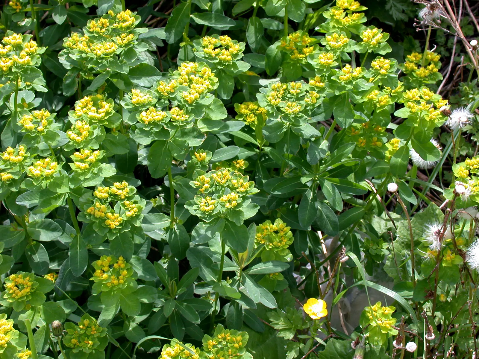 Cypress Spurge (Euphorbia Cyparissias) — This species is a member of the Euphorbiaceae family and is known for its feathery; needle-like foliage, image 59