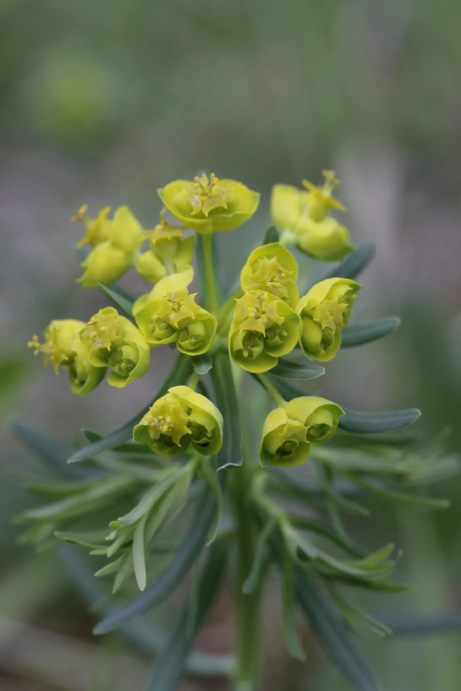 Cypress Spurge (Euphorbia Cyparissias) — In spring to early summer, it bears yellow-green bracts that resemble flowers