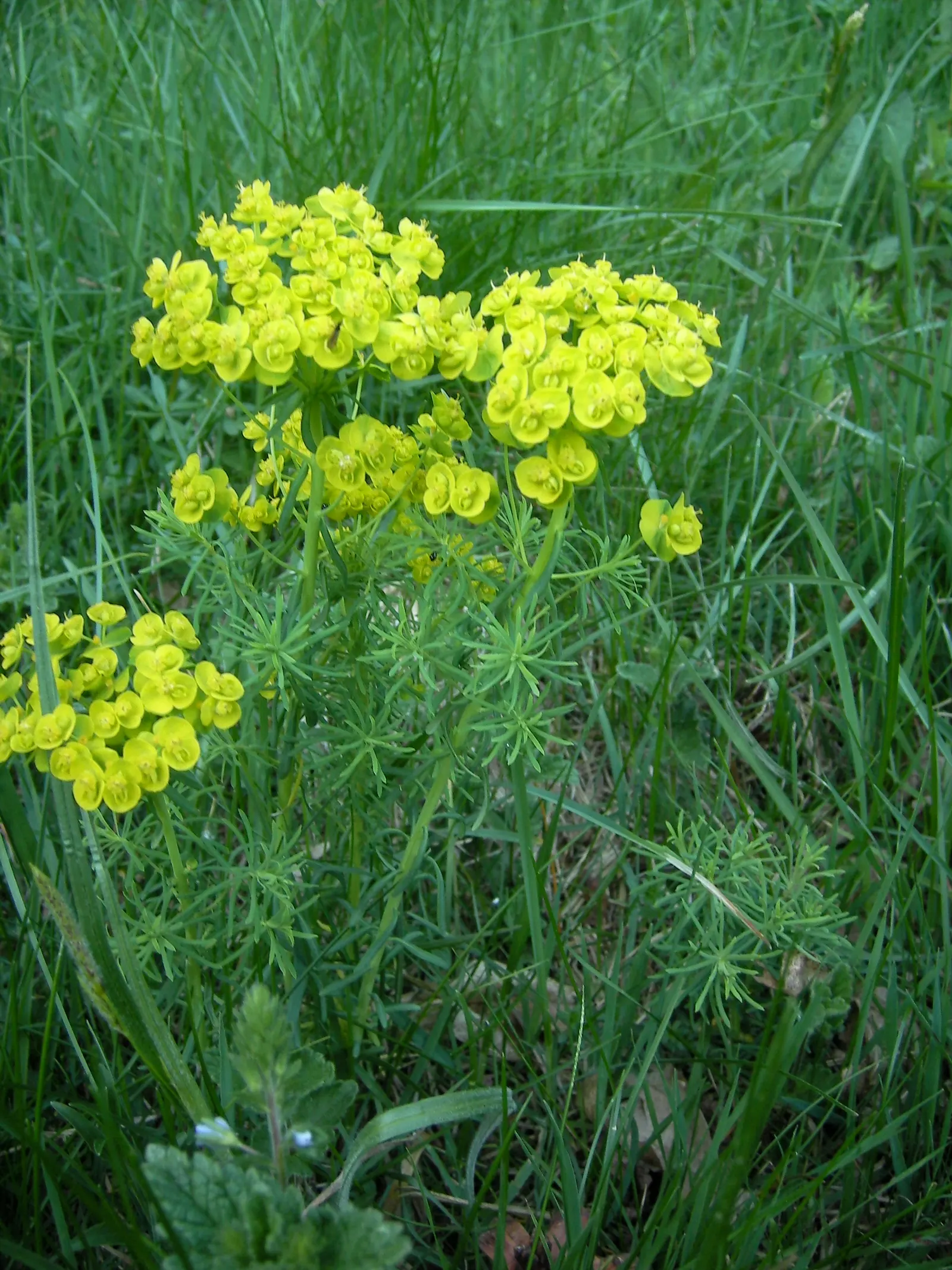 Cypress Spurge (Euphorbia Cyparissias) — These can brighten up the garden when many other plants are yet to bloom; turning to a charming russet or, image 95