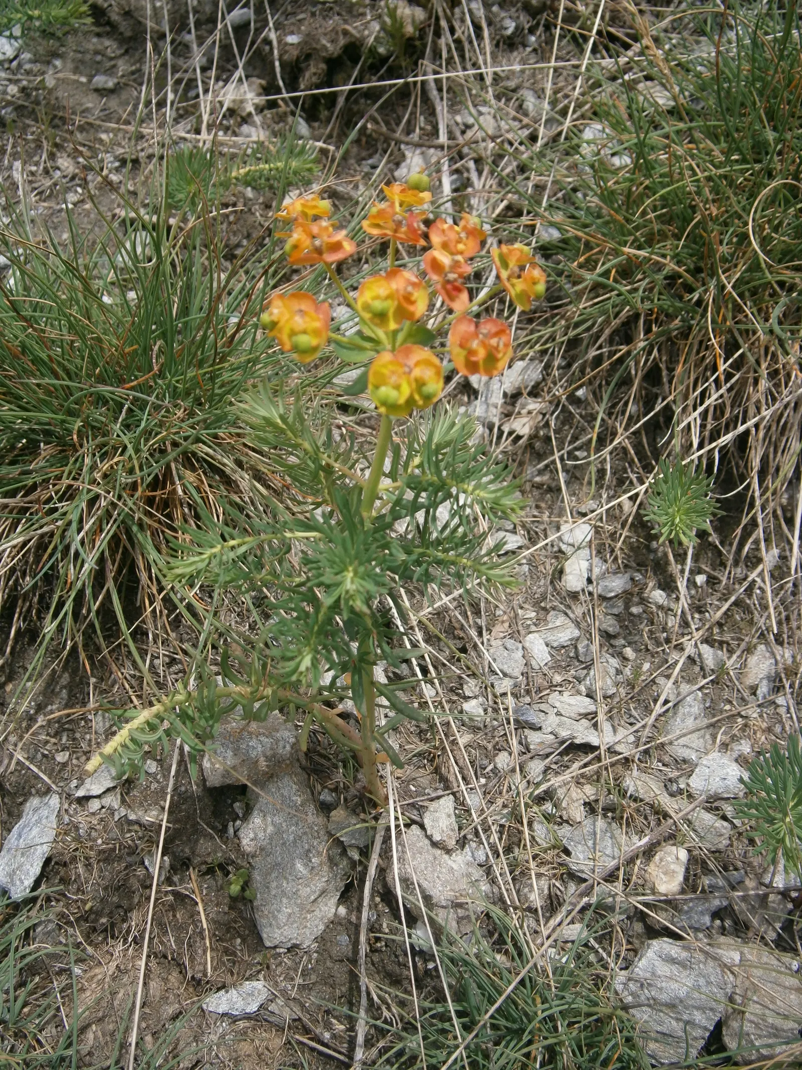Cypress Spurge (Euphorbia Cyparissias) — or as ground cover.<br><br>During the late spring to early summer; making it an ideal choice for rock, image 117