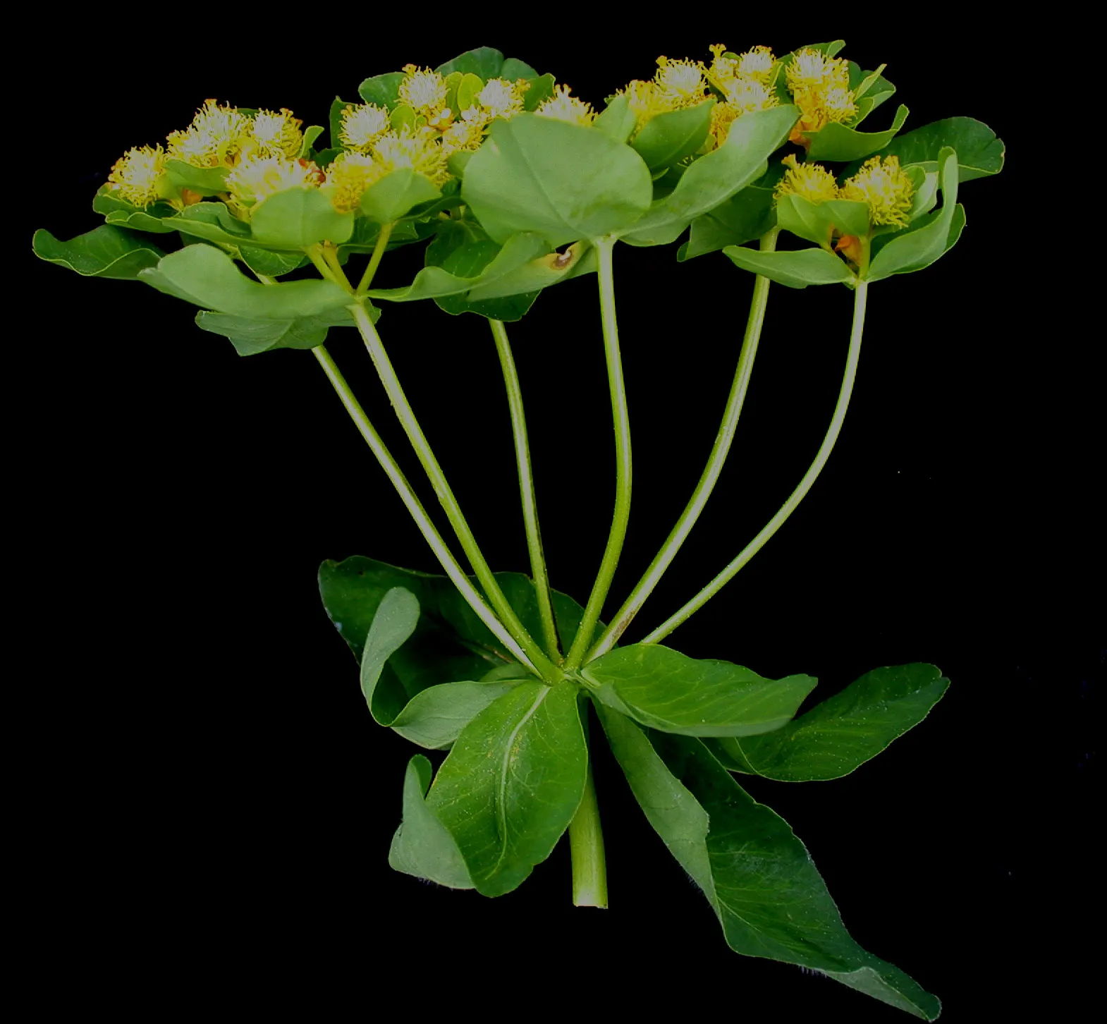Cypress Spurge (Euphorbia Cyparissias) — scientifically known as Euphorbia cyparissias; one must handle this plant with care, image 82