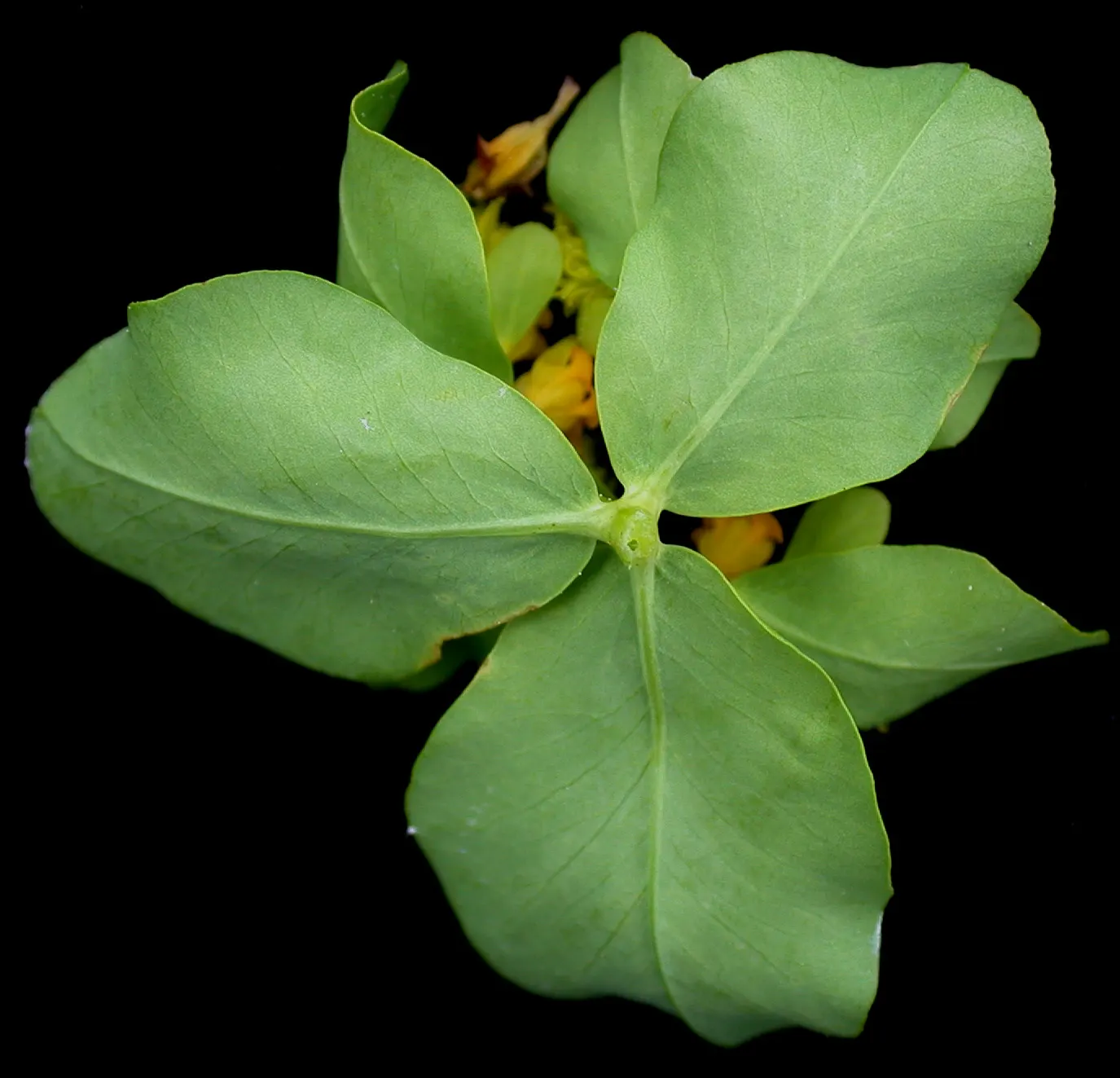 Cypress Spurge (Euphorbia Cyparissias) — needle-like foliage forming a dense; the leaves are a vibrant green in the growing season, image 77