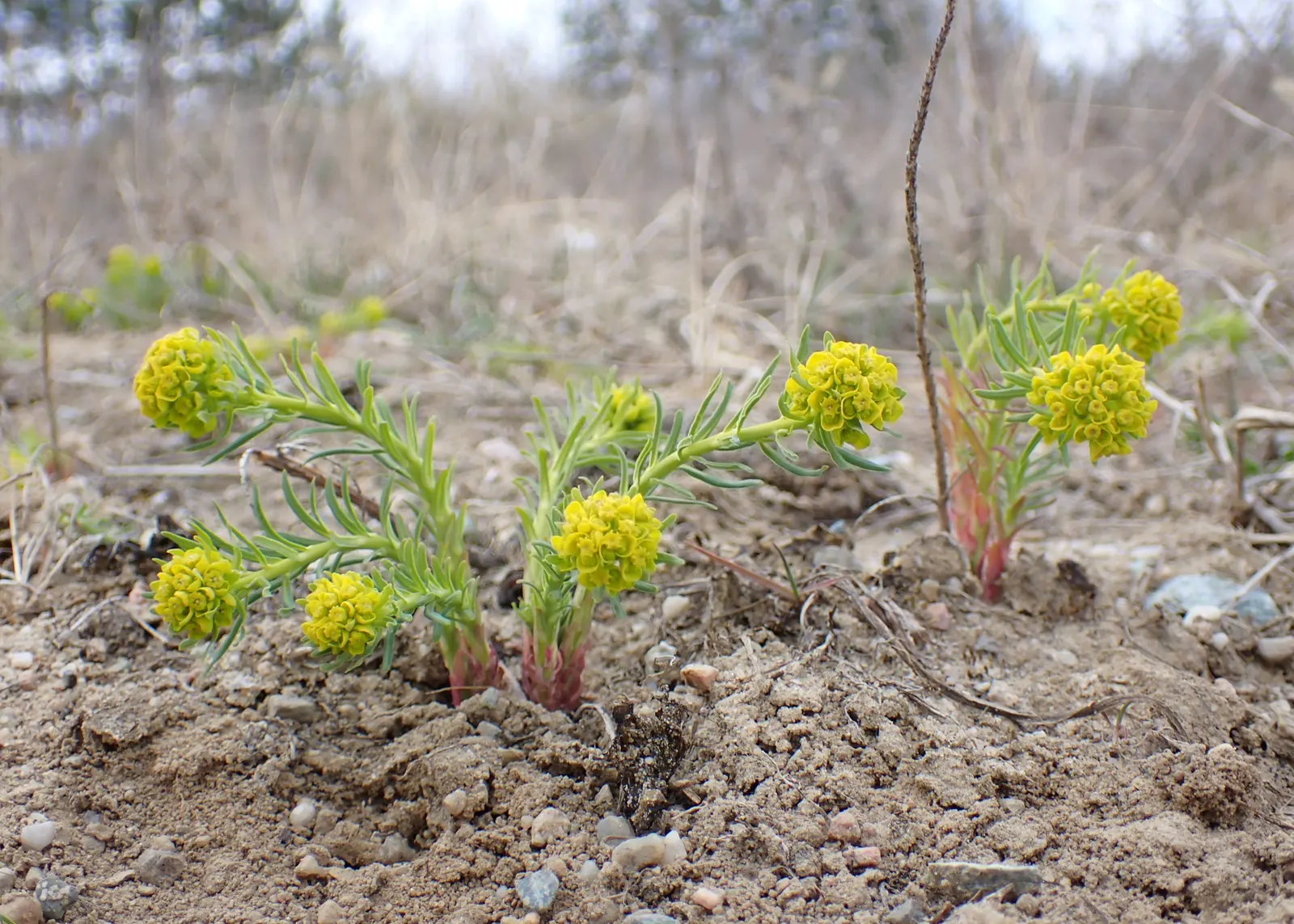 Cypress Spurge (Euphorbia Cyparissias) — inconspicuous flowers surrounded by showy; green and multi-colored and yellow flowers in the garden