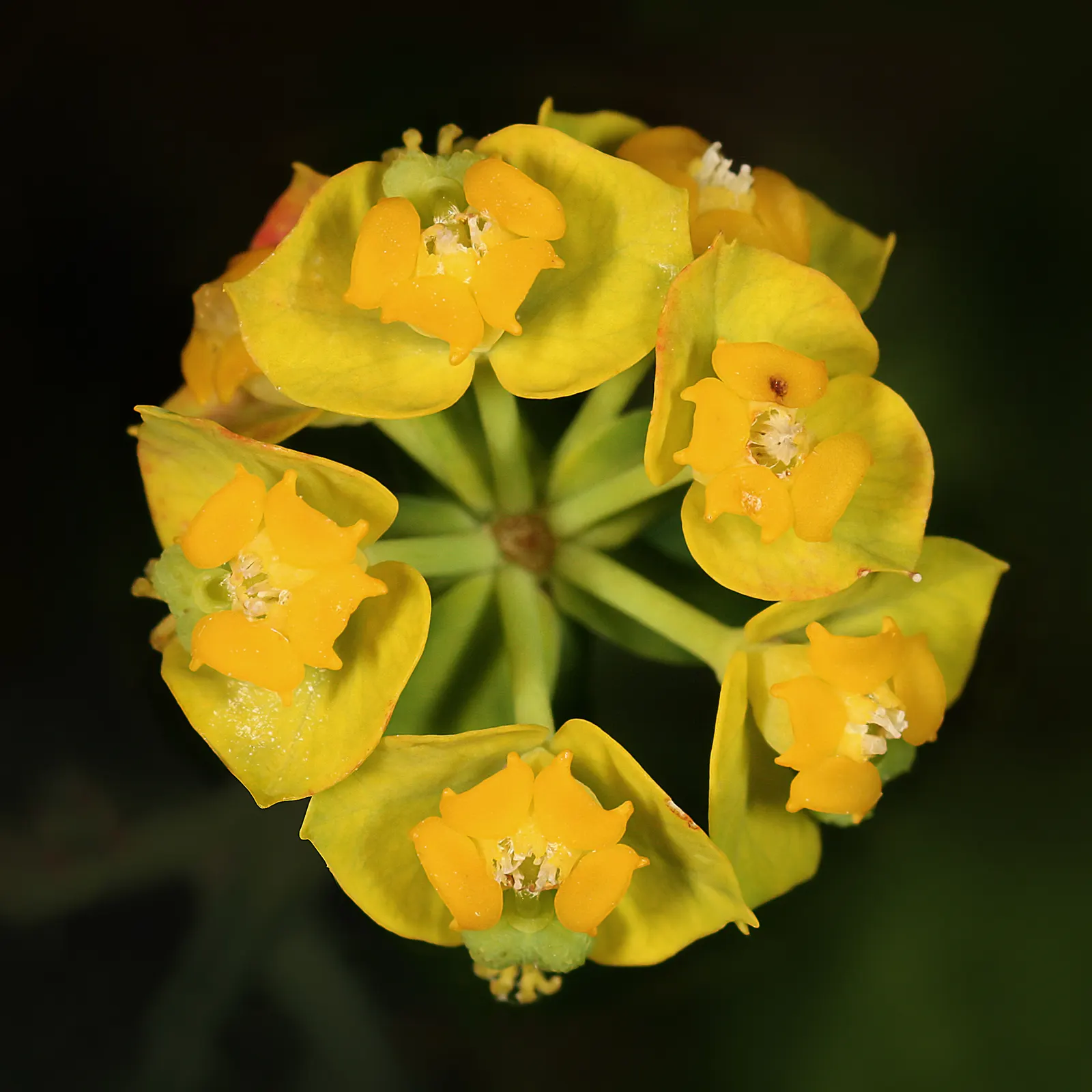 Cypress Spurge (Euphorbia Cyparissias) — it requires well-drained soil; needle-like foliage forming a dense, image 115