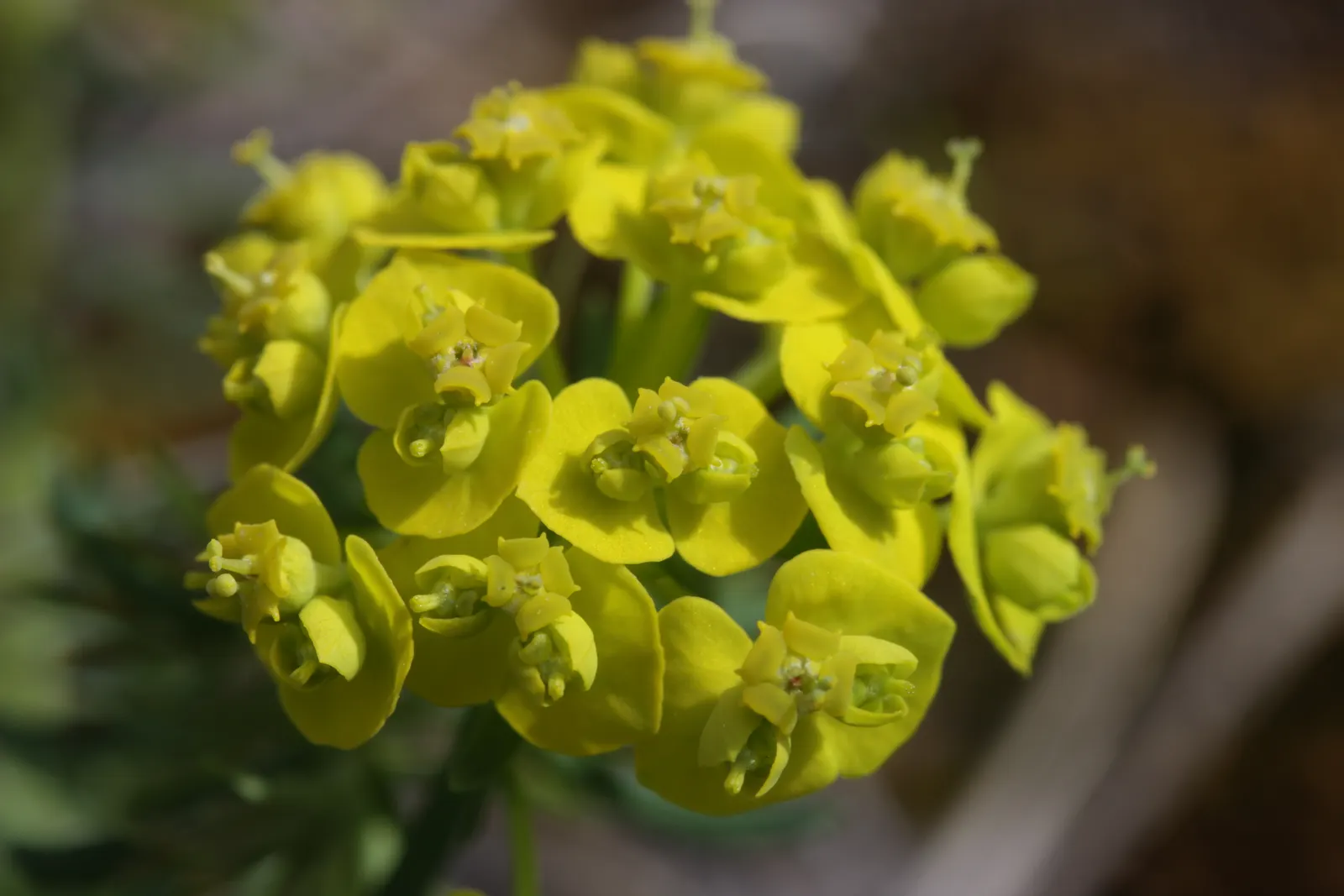 Cypress Spurge (Euphorbia Cyparissias) — Caution: its sap is irritating to skin and toxic if ingested; scientifically known as Euphorbia cyparissias