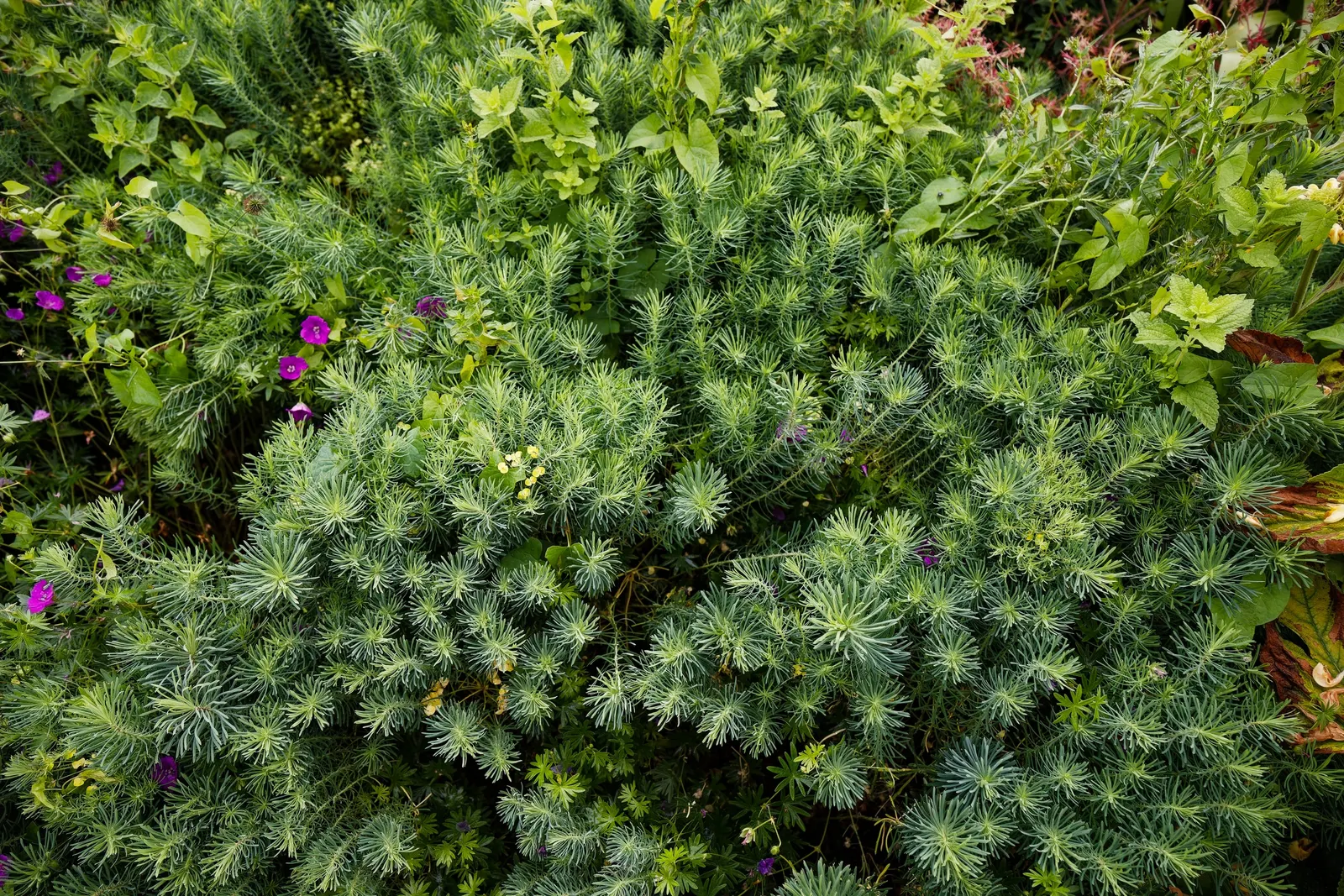 Cypress Spurge (Euphorbia Cyparissias) — one must handle this plant with care; chartreuse-yellow bracts that resemble petals, image 96