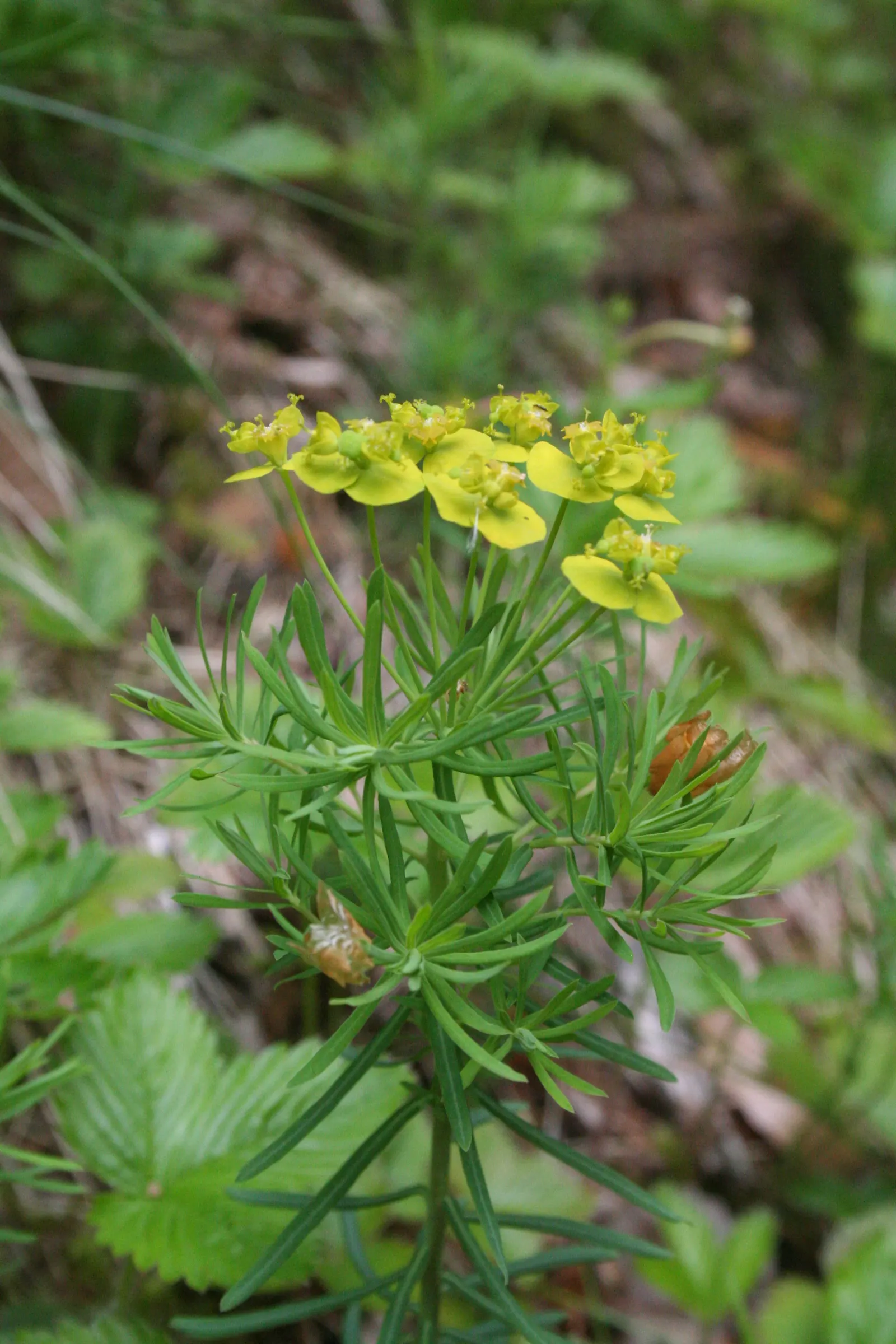 Cypress Spurge (Euphorbia Cyparissias) — turning to a charming russet or orange in the fall; ideal for rock gardens or borders with well-drained, image 87